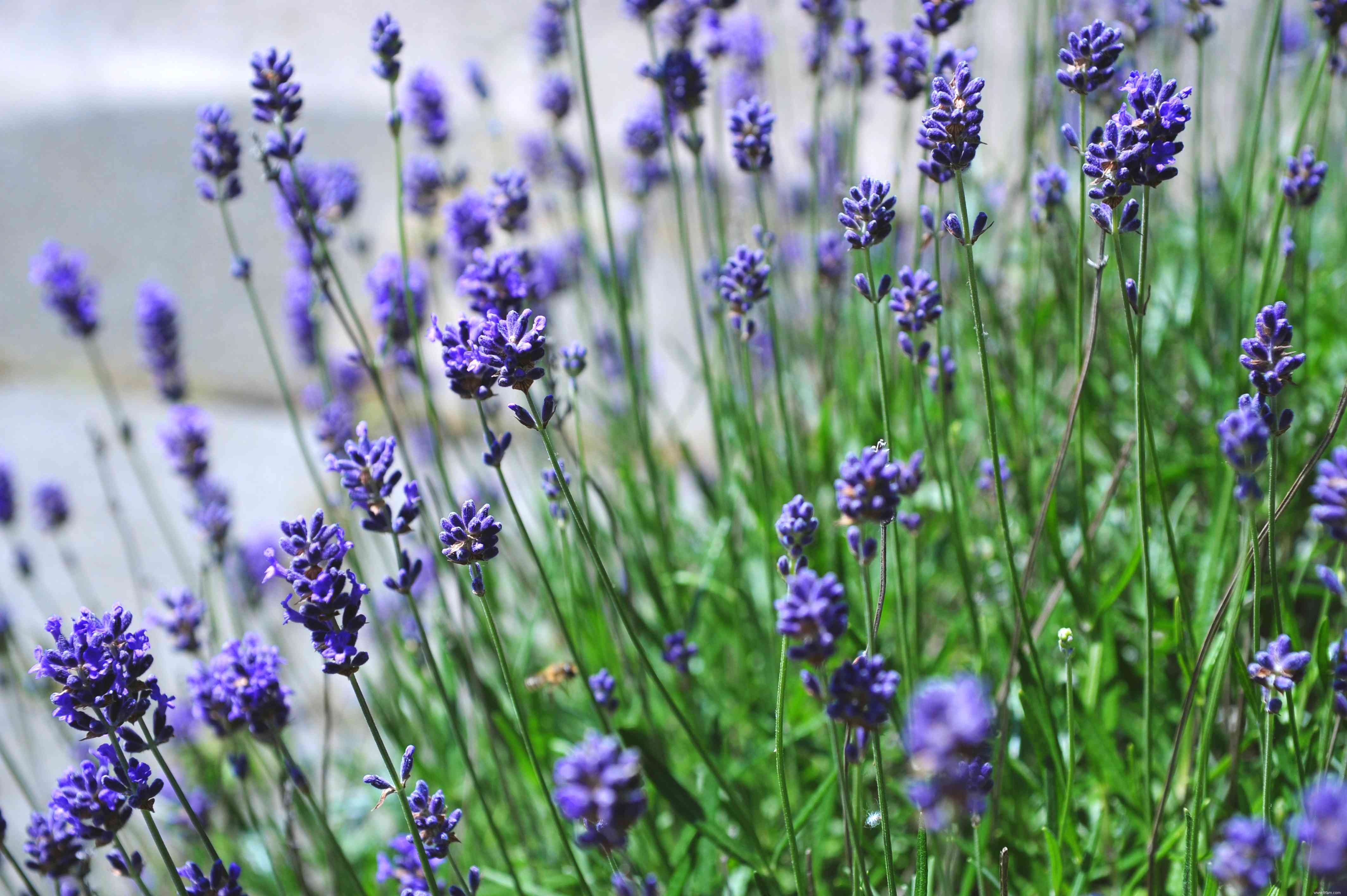 Sol alcalin et plantes qui ne se soucient pas de l alcalinité 