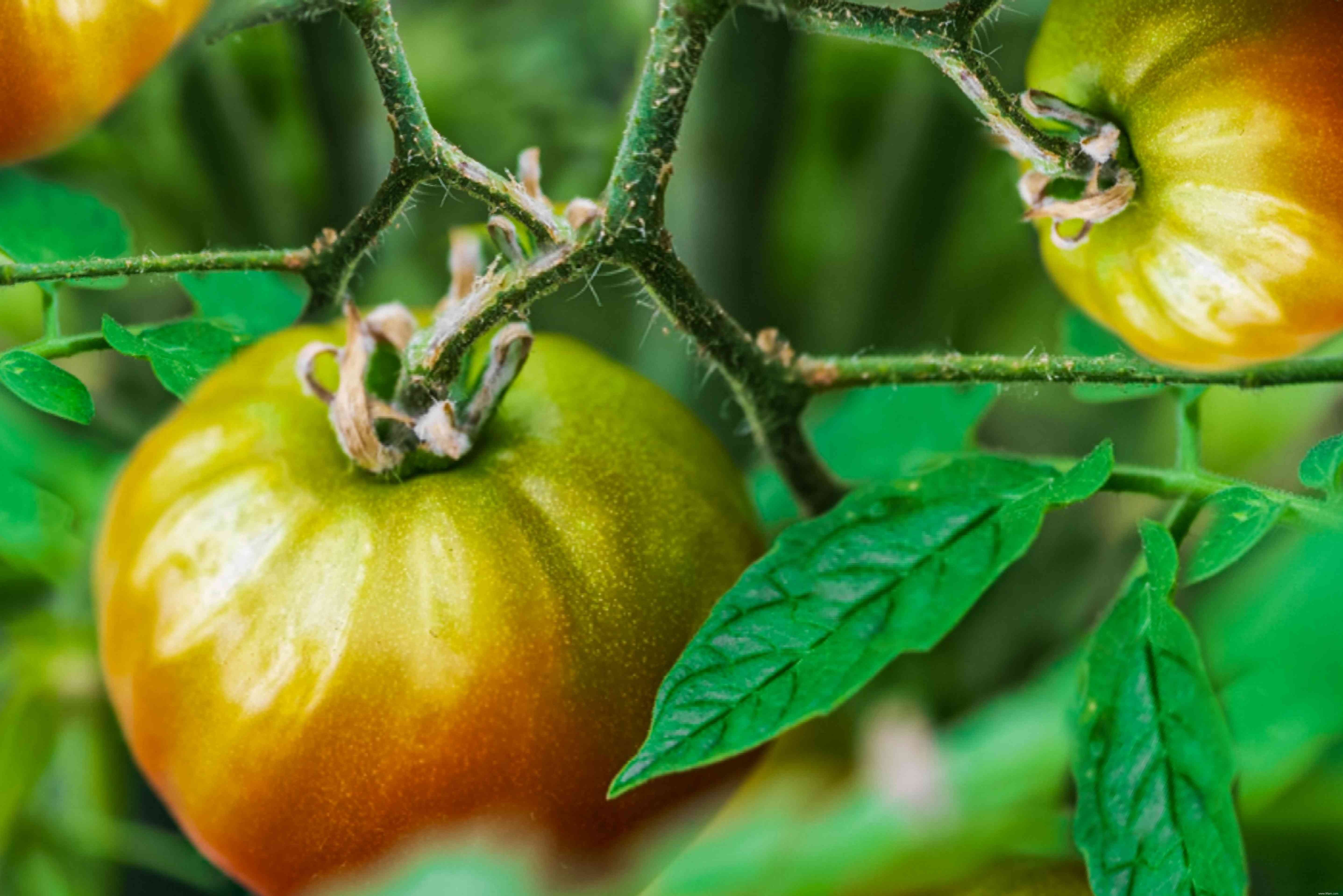 Pourquoi les extrémités de mes tomates restent-elles vertes ? 