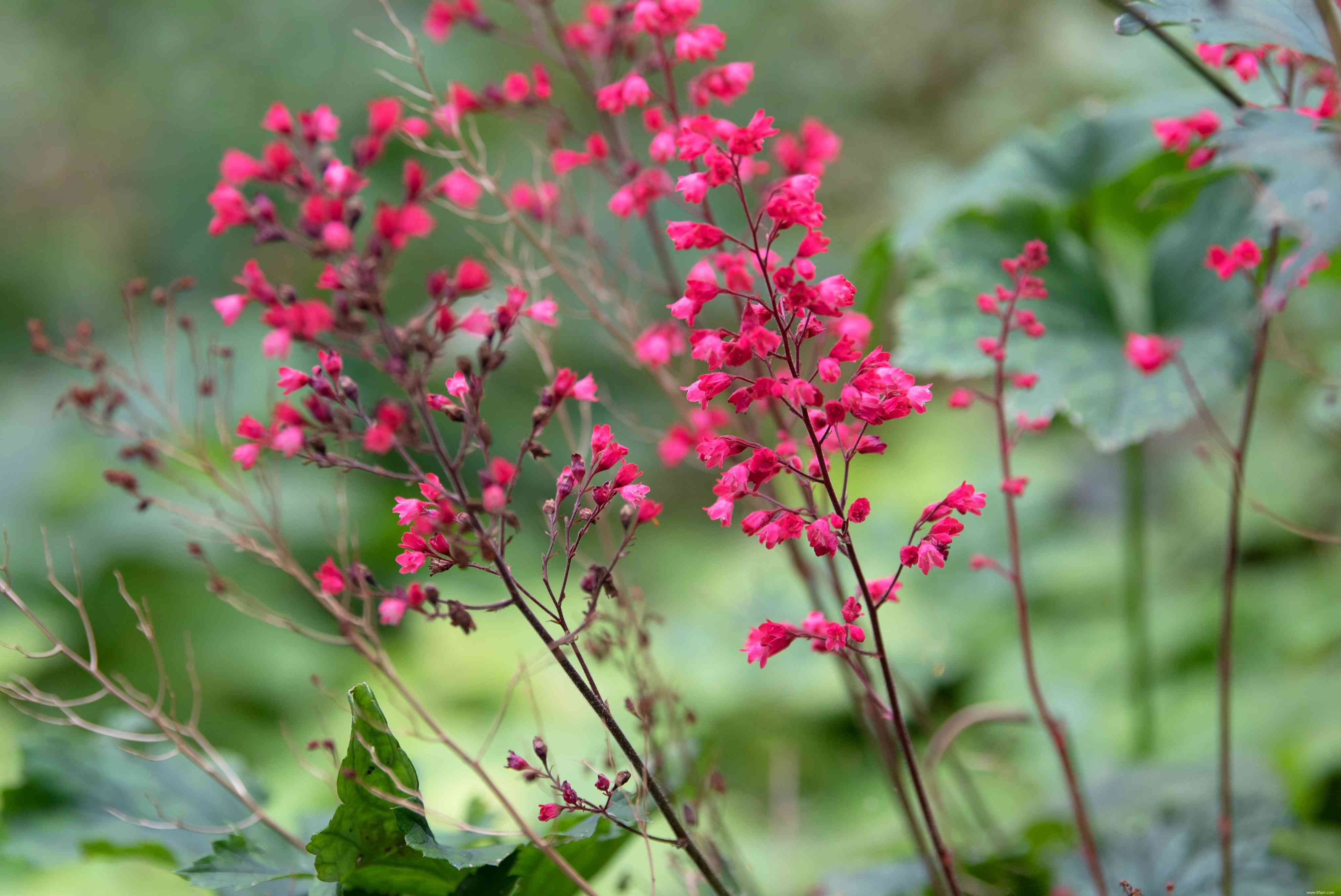 10 bonnes plantes pour attirer les colibris 