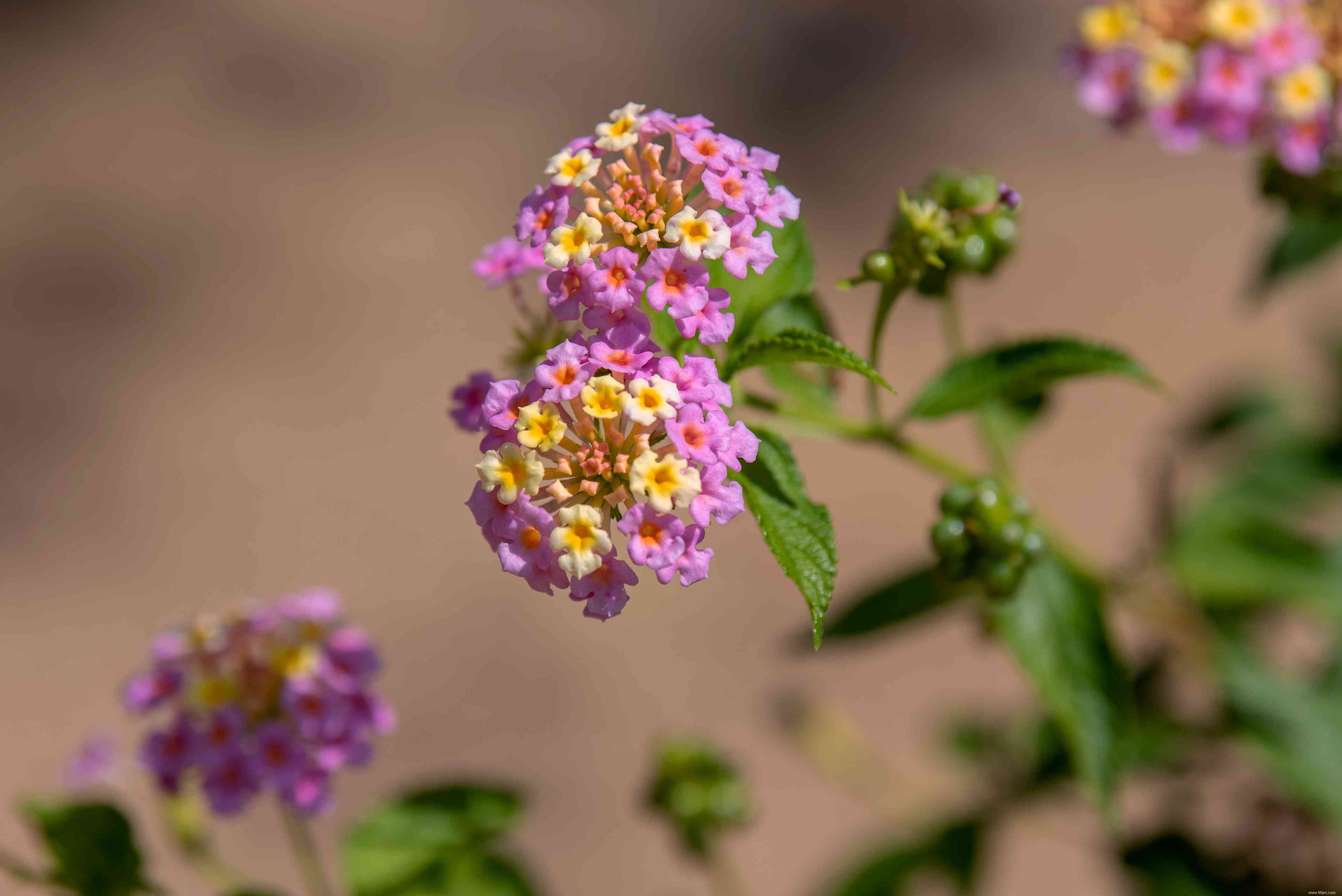 10 bonnes plantes pour attirer les colibris 