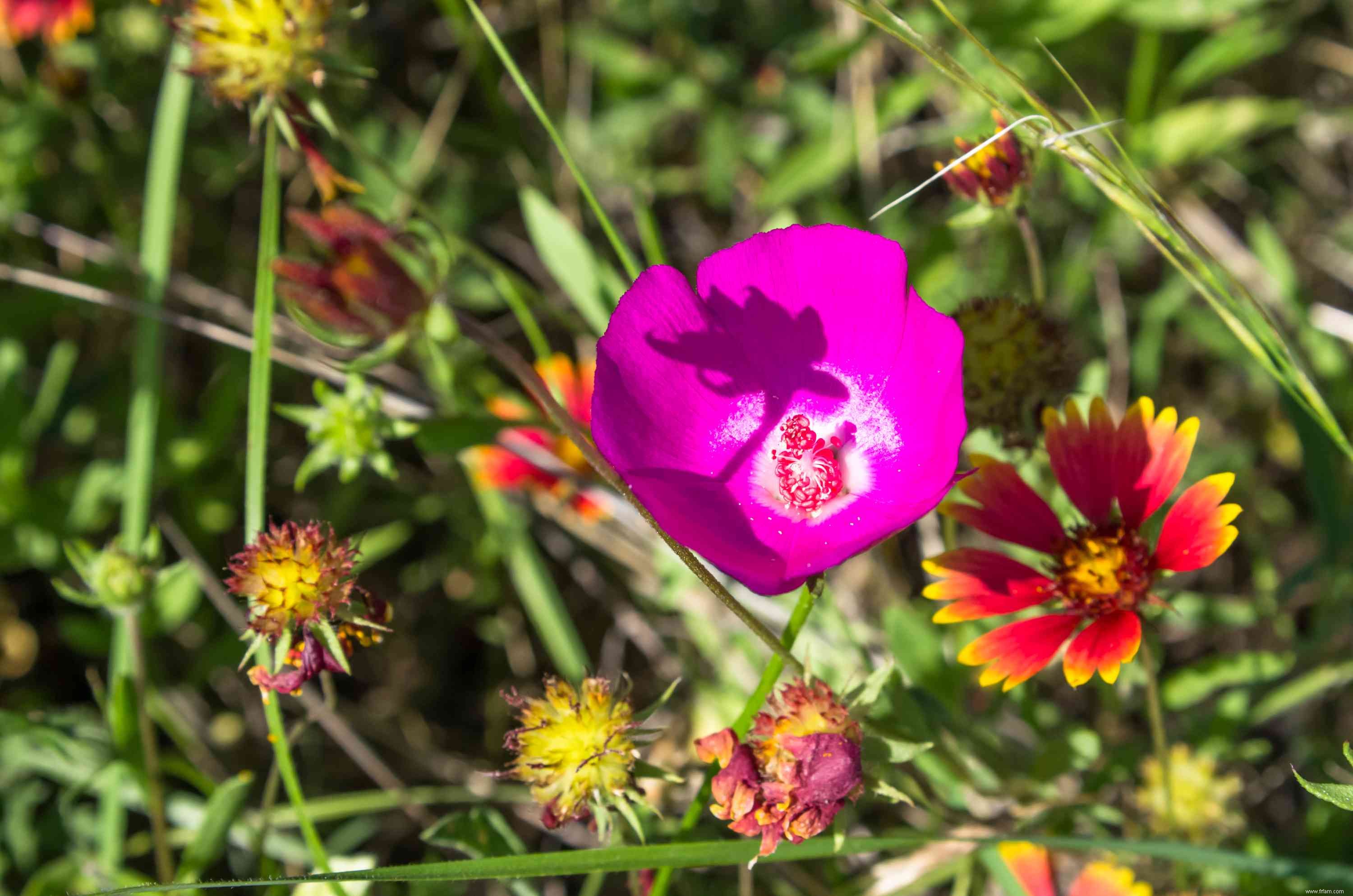 15 plantes pour les jardins du sud-ouest 