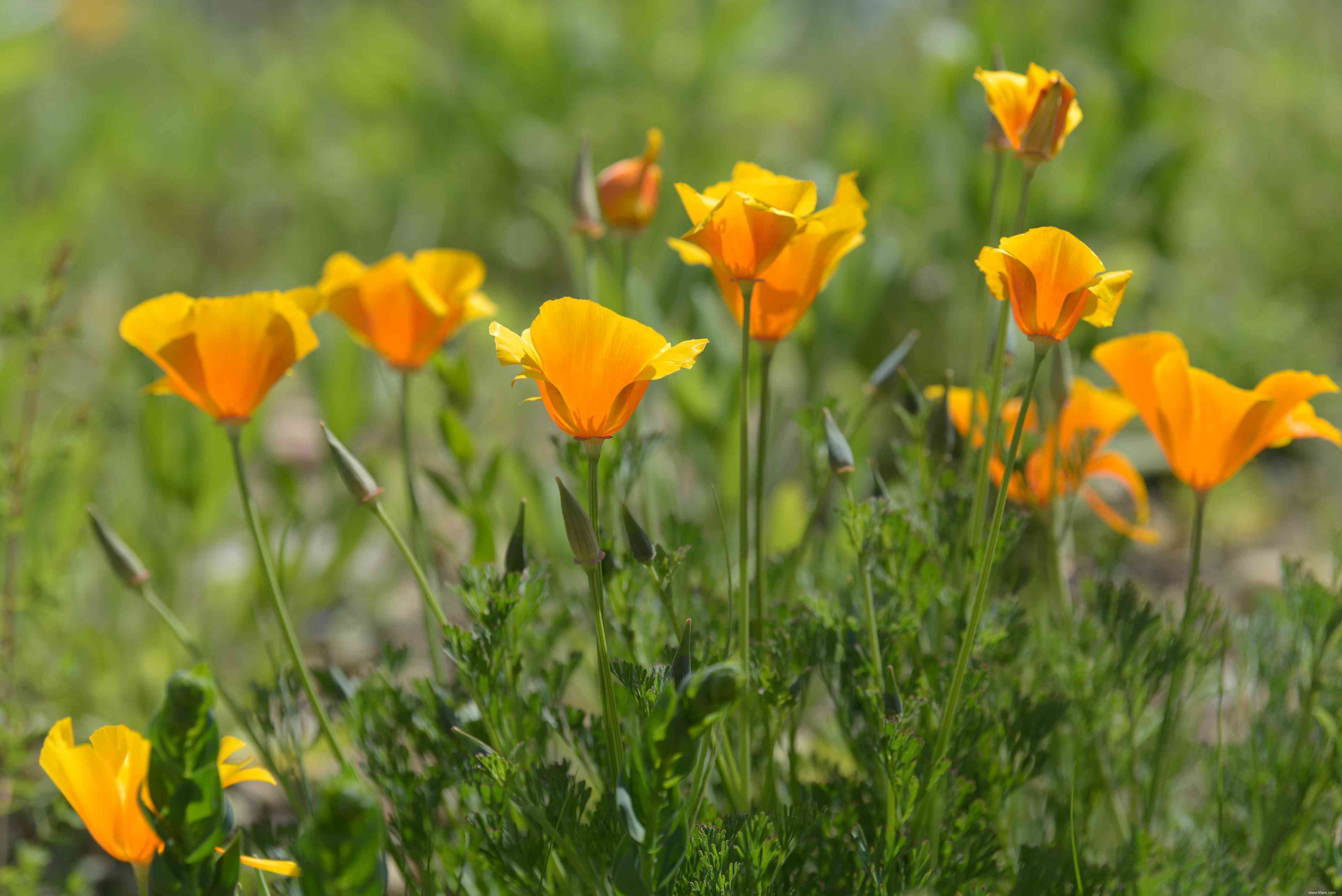 15 plantes pour les jardins du sud-ouest 