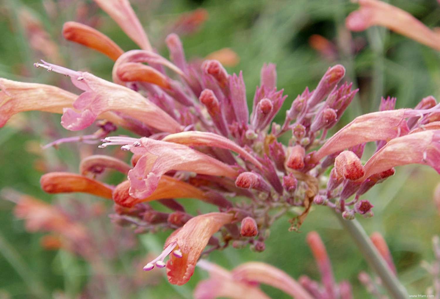 15 plantes pour les jardins du sud-ouest 