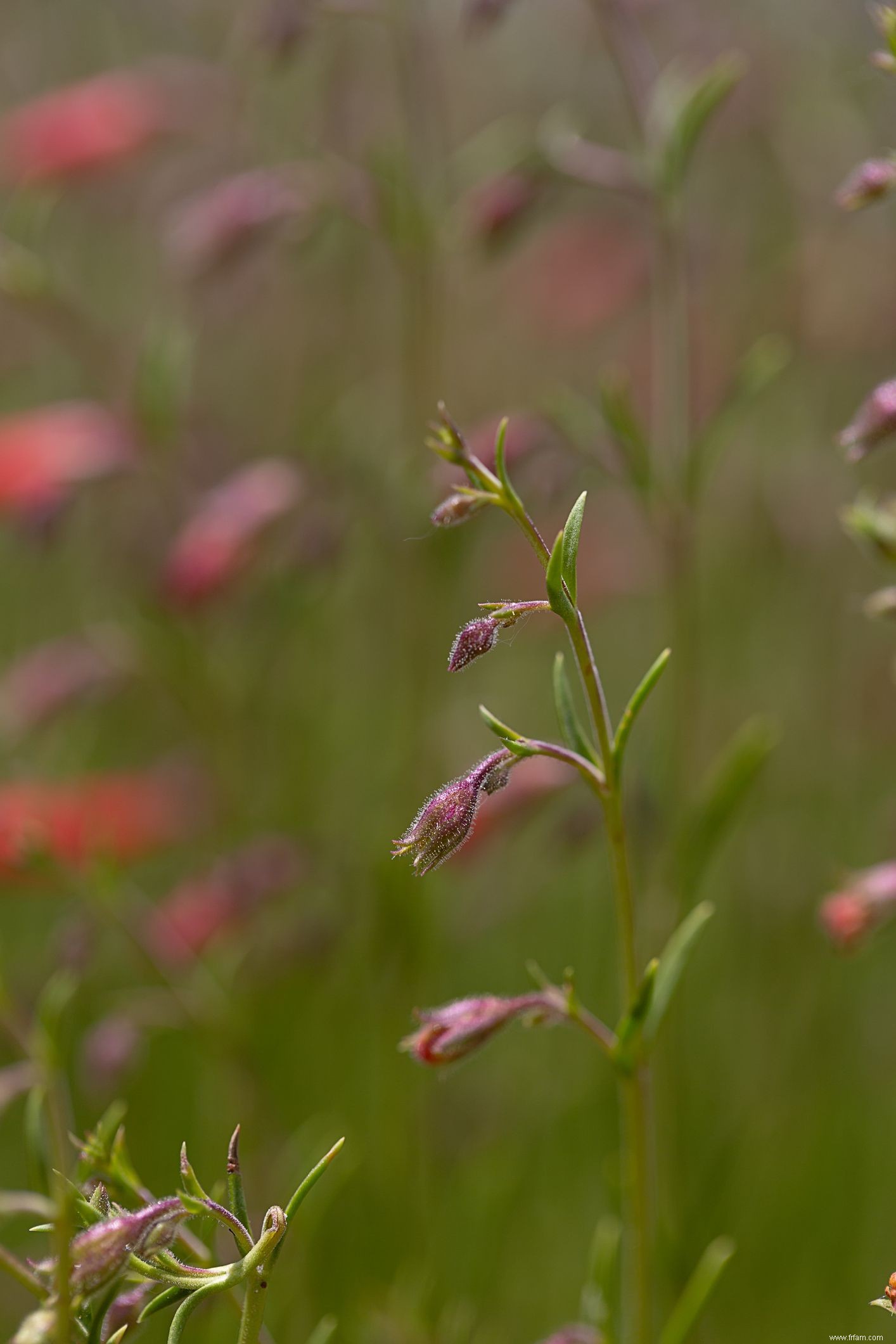 15 plantes pour les jardins du sud-ouest 