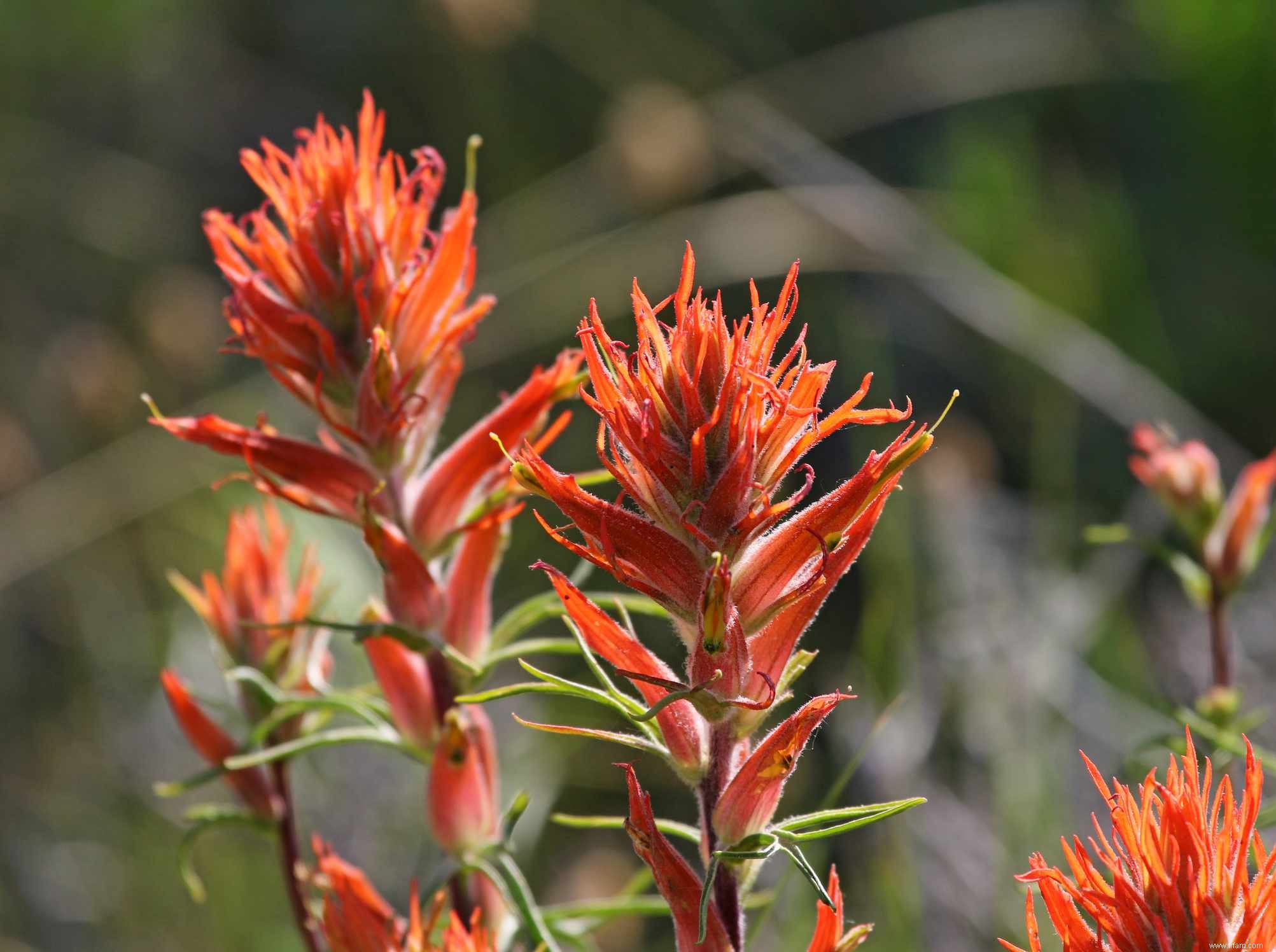 15 plantes pour les jardins du sud-ouest 