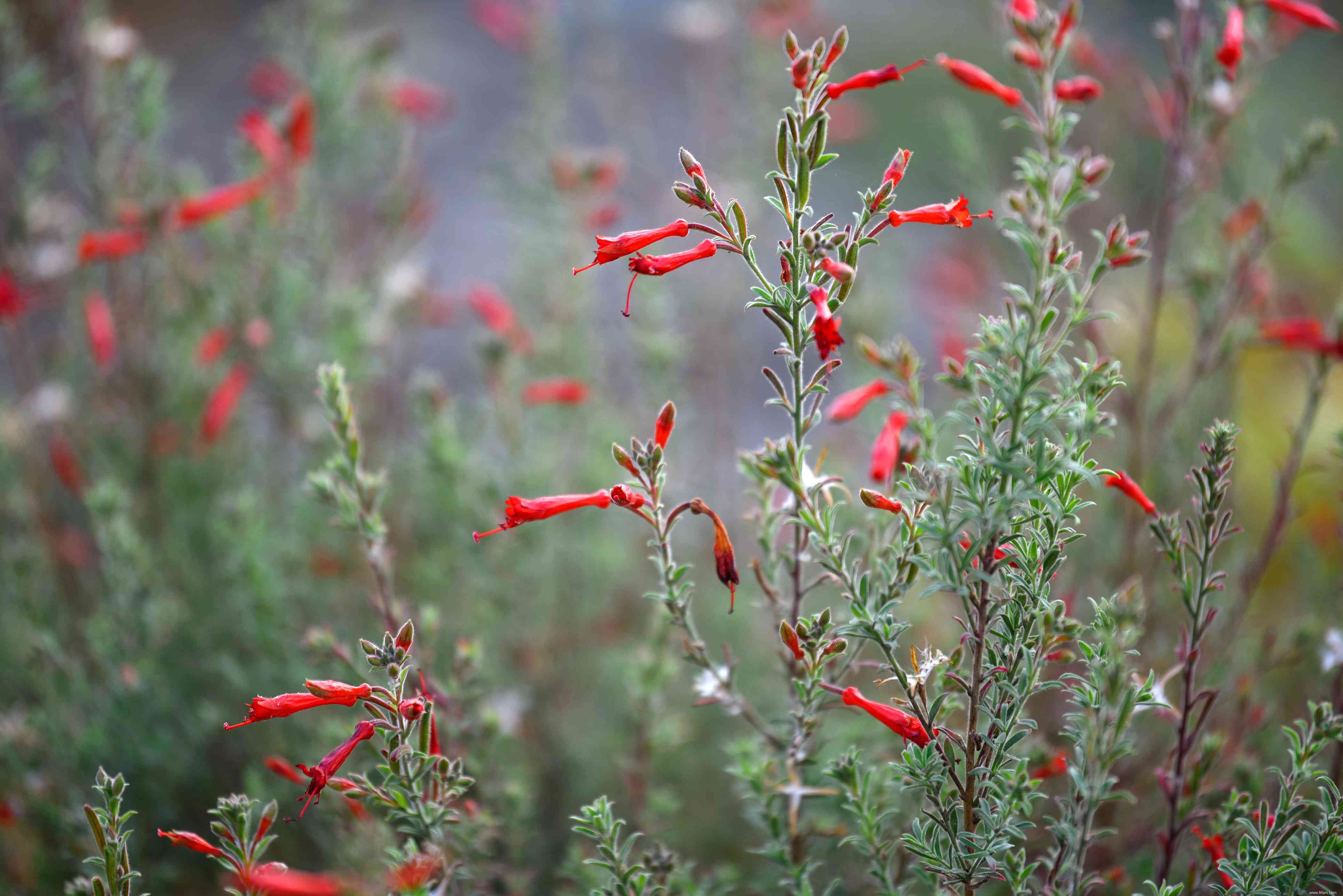 15 plantes pour les jardins du sud-ouest 