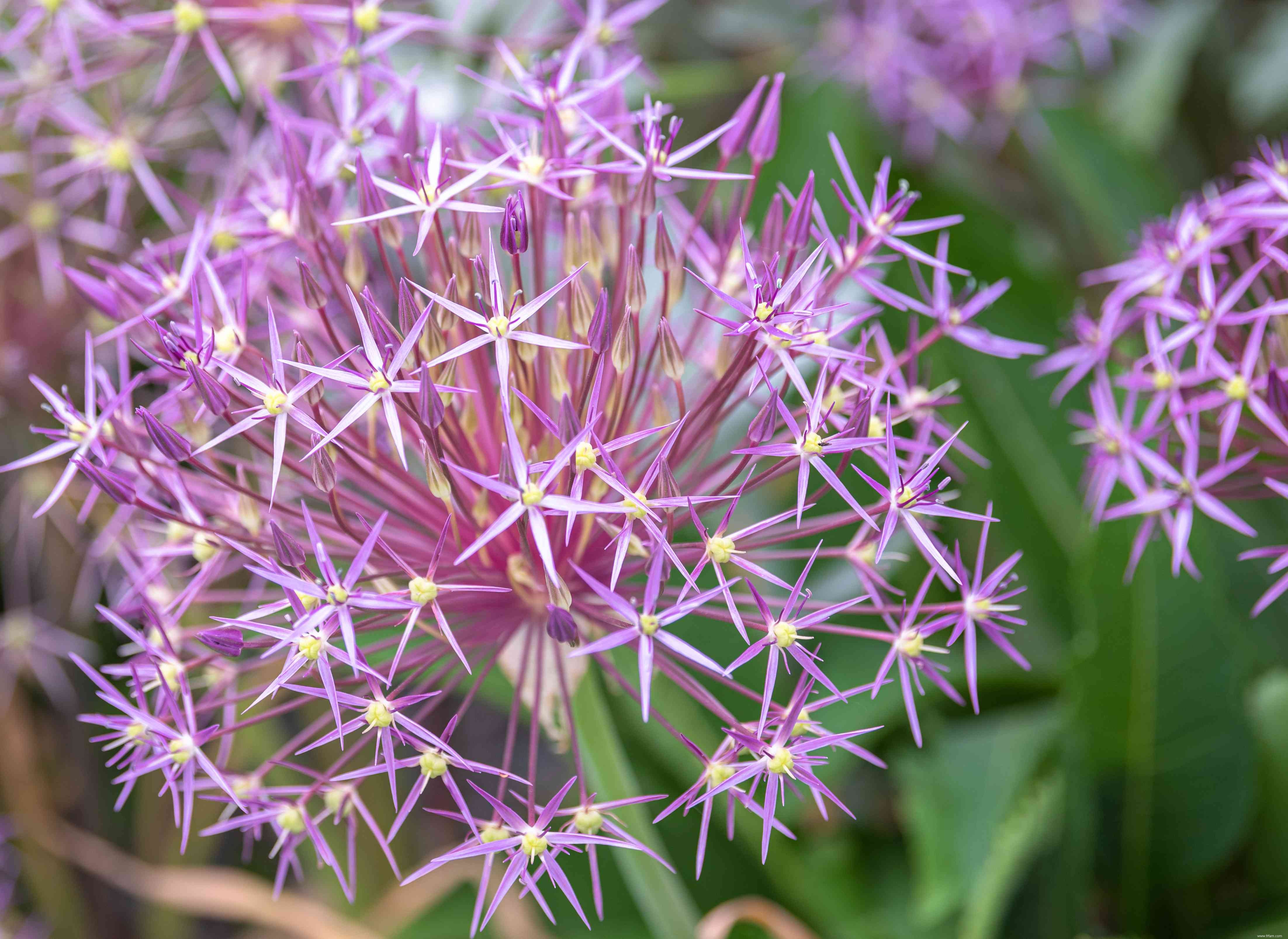 Les meilleures plantes pour attirer les papillons 