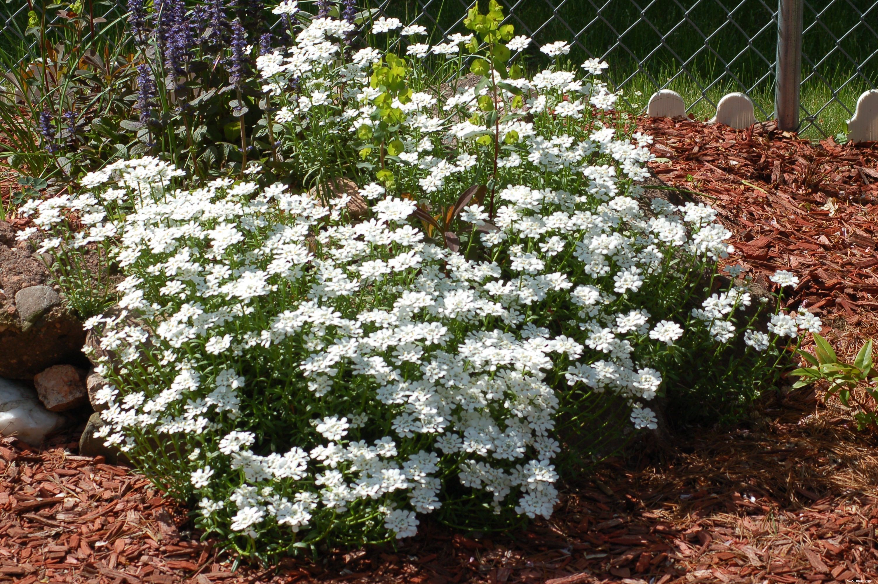 Les meilleures plantes pour attirer les papillons 