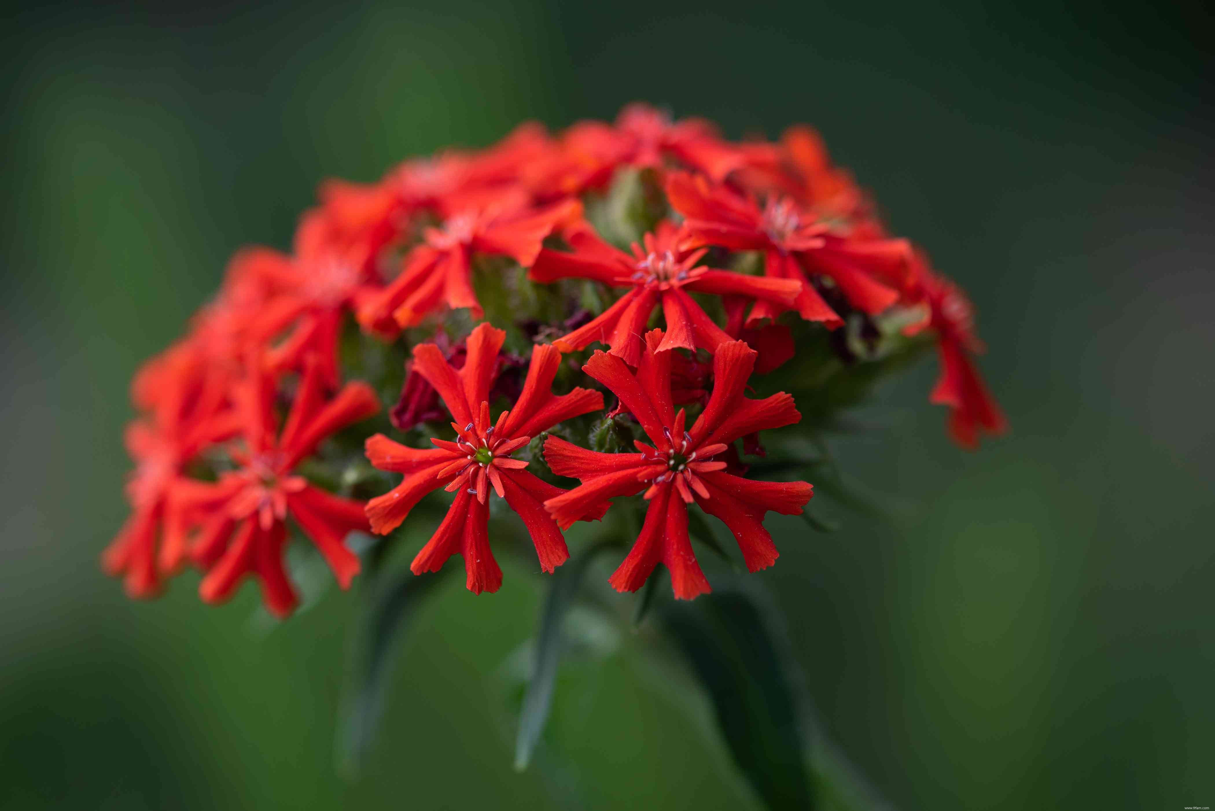 Les meilleures plantes pour attirer les papillons 