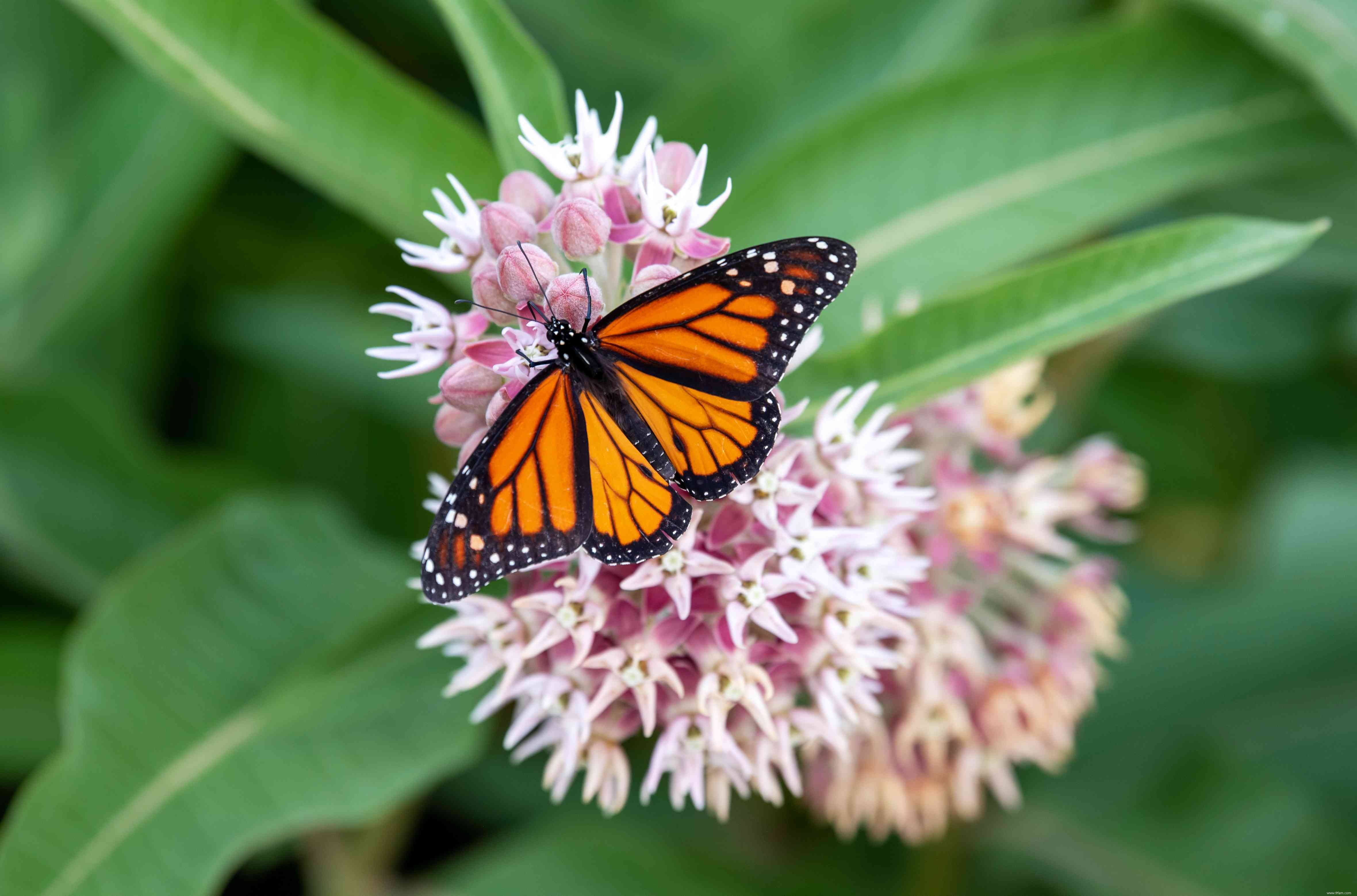 Les meilleures plantes pour attirer les papillons 