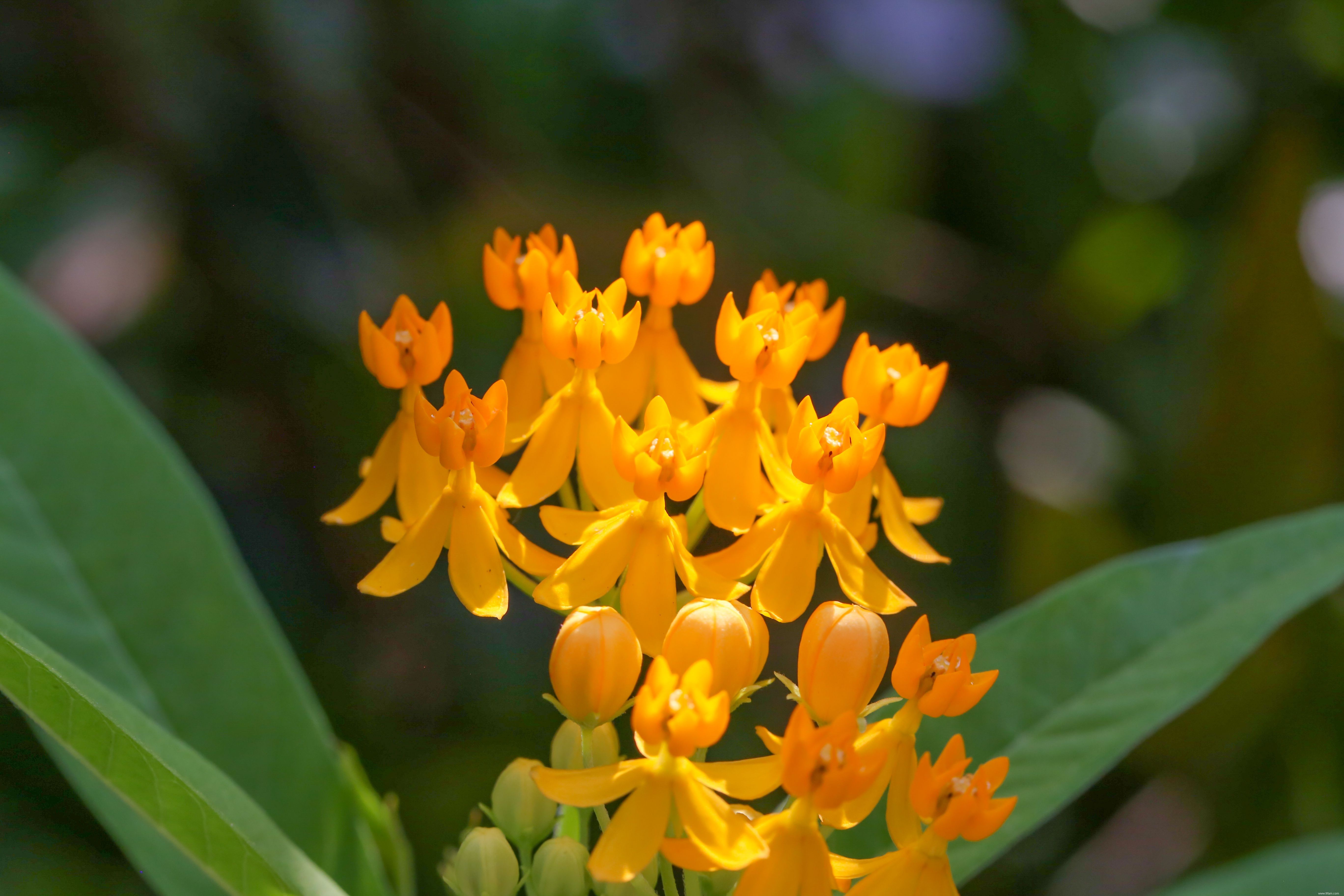 Les meilleures plantes pour attirer les papillons 