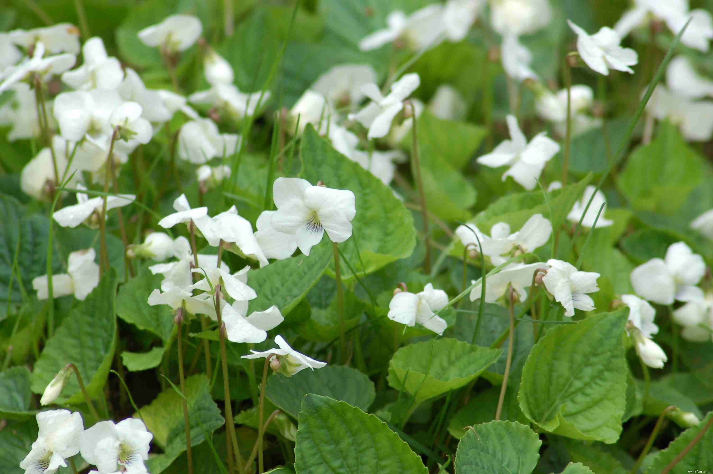 Les meilleures plantes pour attirer les papillons 