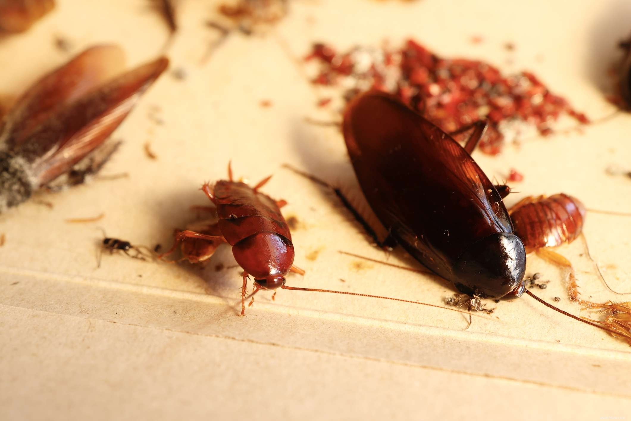 Comment se débarrasser des insectes Palmetto 