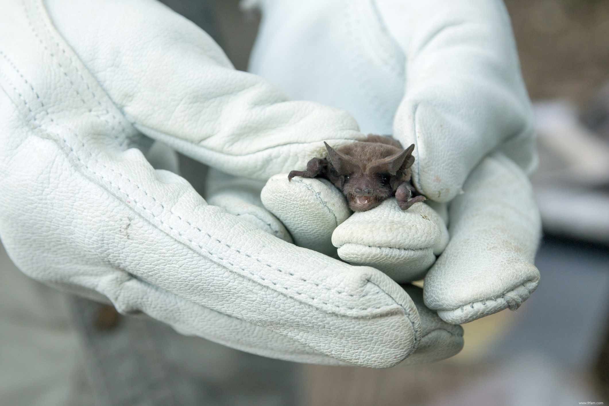 Comment se débarrasser des chauves-souris dans une maison 