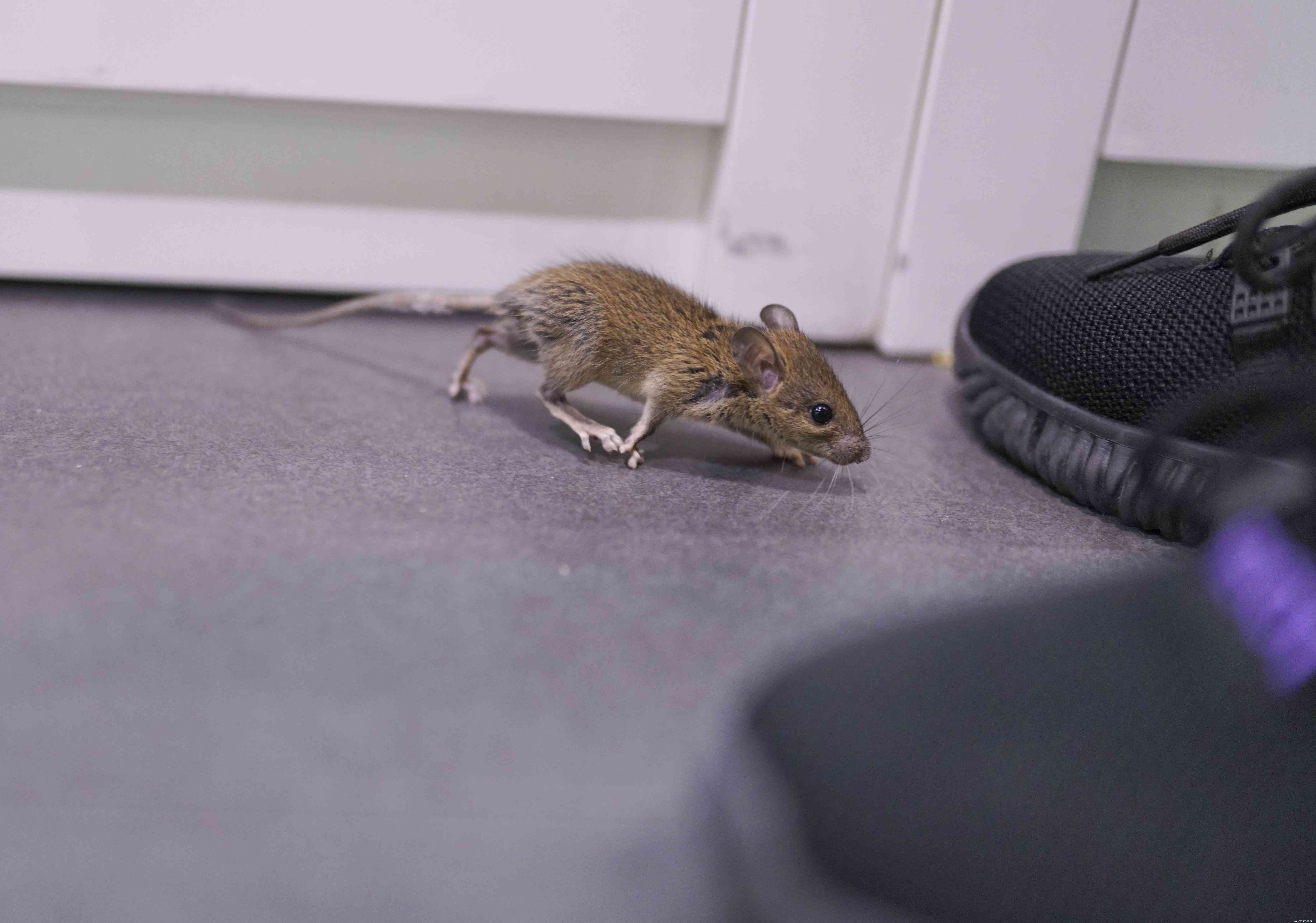 Comment se débarrasser des souris dans votre maison 