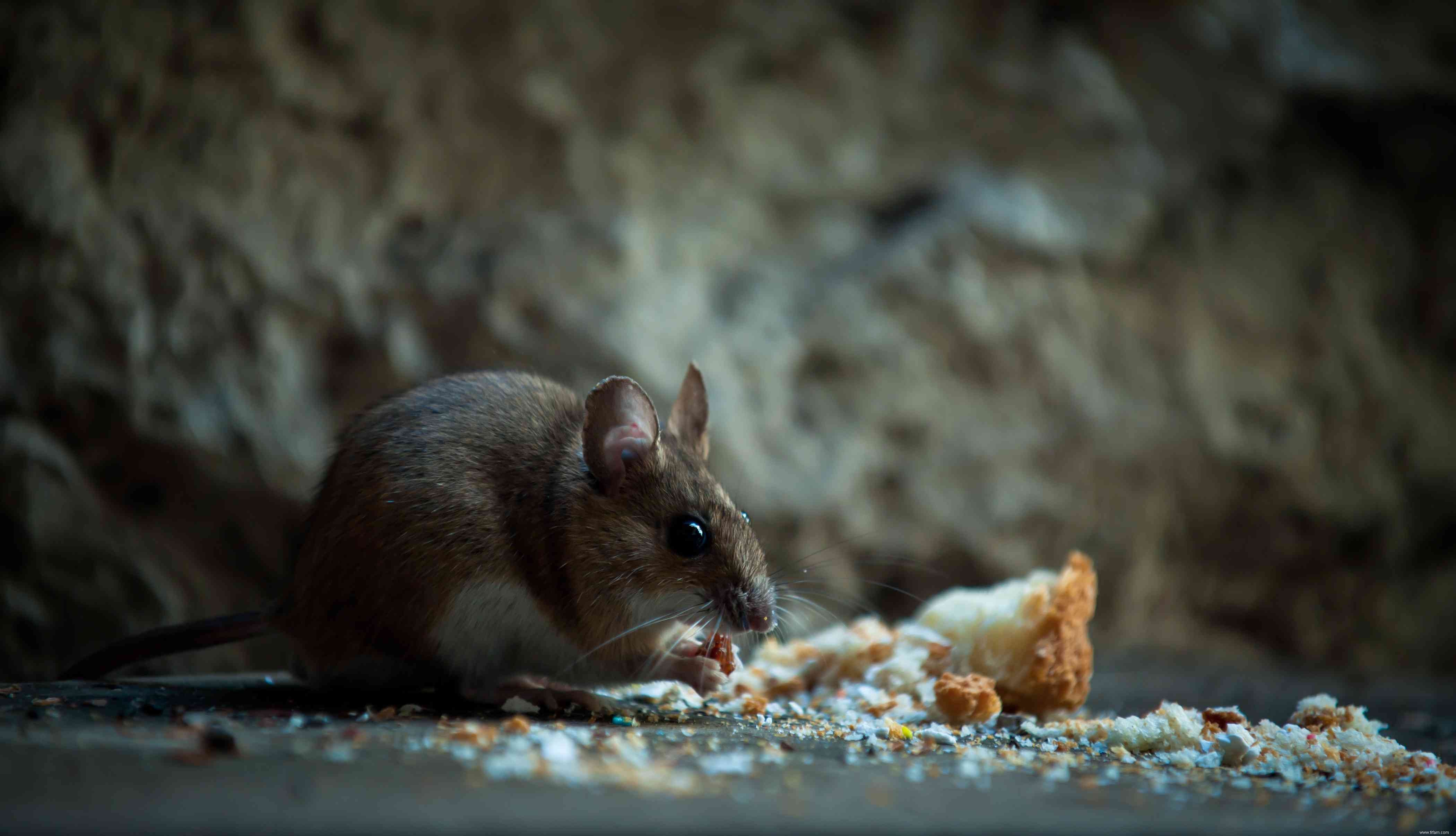 Comment se débarrasser des souris dans votre maison 