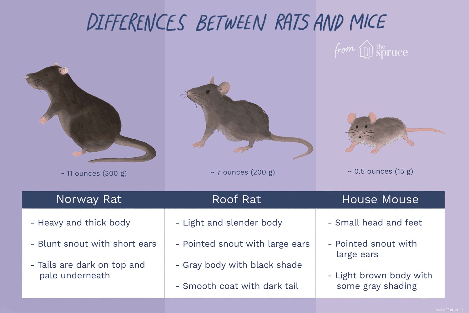 La différence entre les rats et les souris et pourquoi c est important 