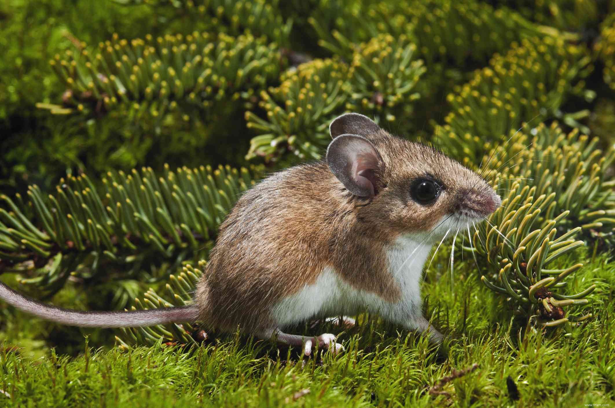 Comment se débarrasser des souris sylvestres 