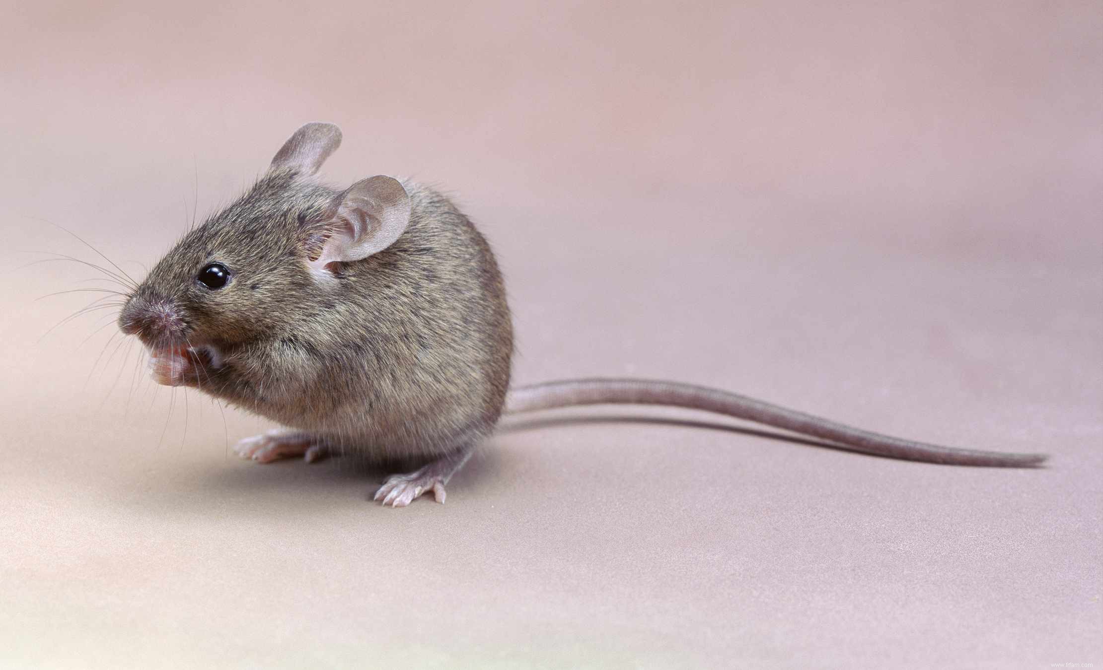 Comment se débarrasser des souris dans votre garage 