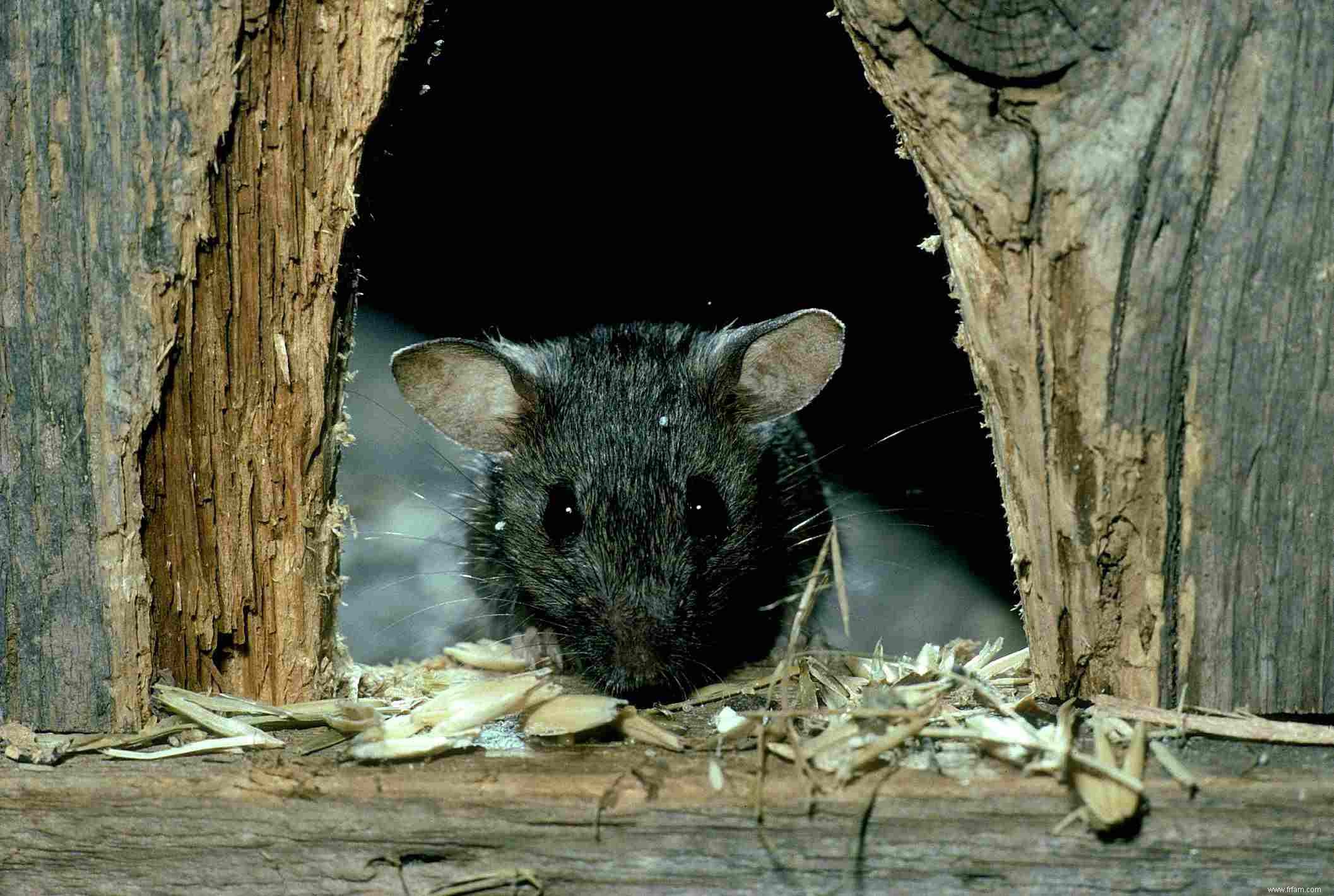 Comment se débarrasser des souris dans votre garage 