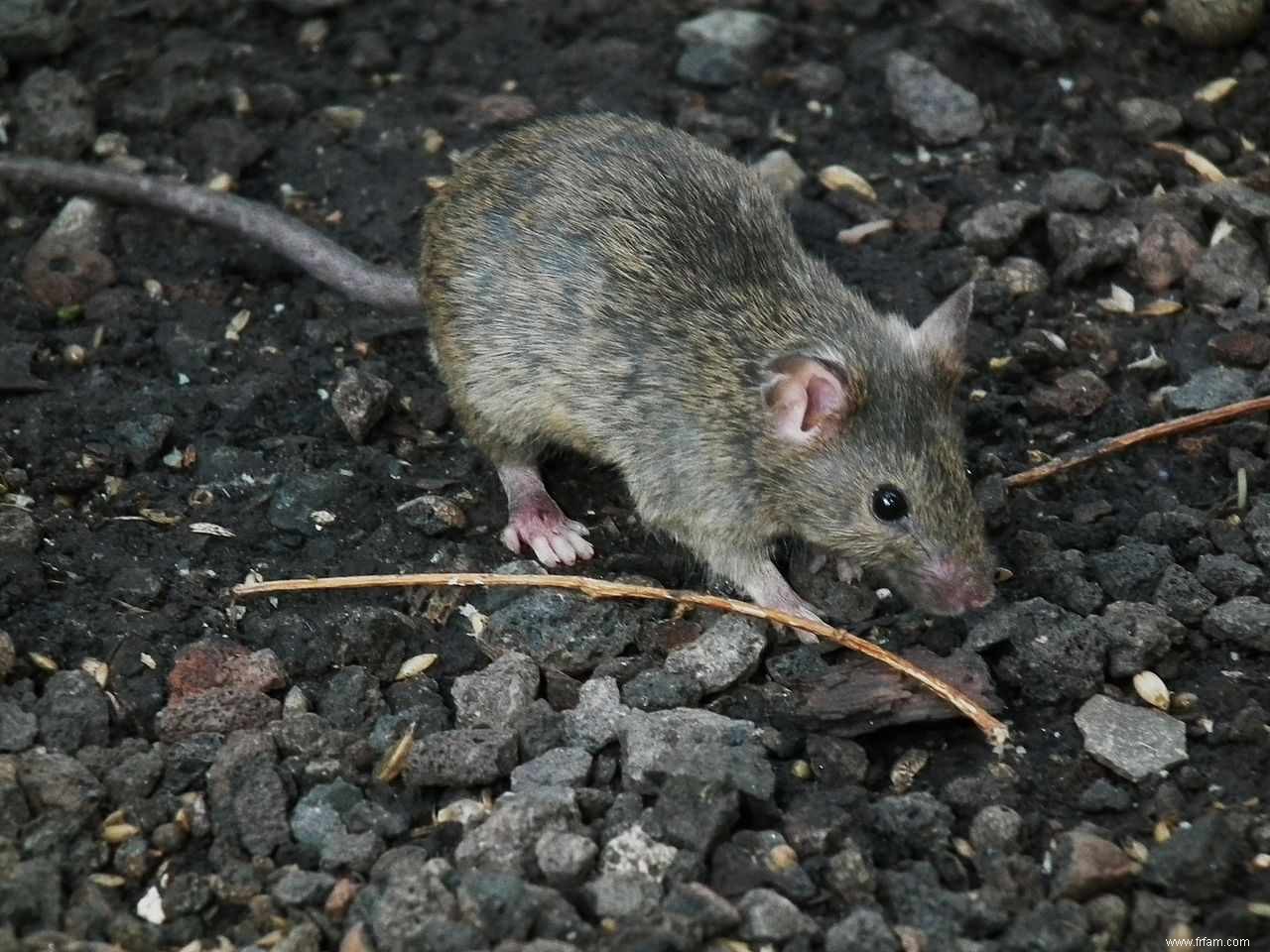 Comment se débarrasser des souris dans votre garage 