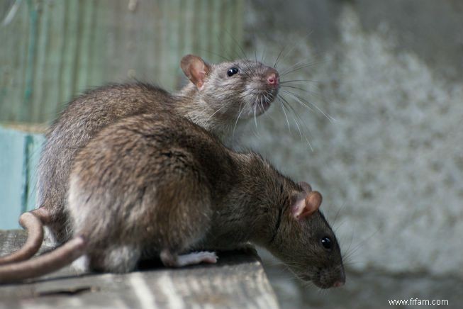 Comment se débarrasser des souris dans votre garage 