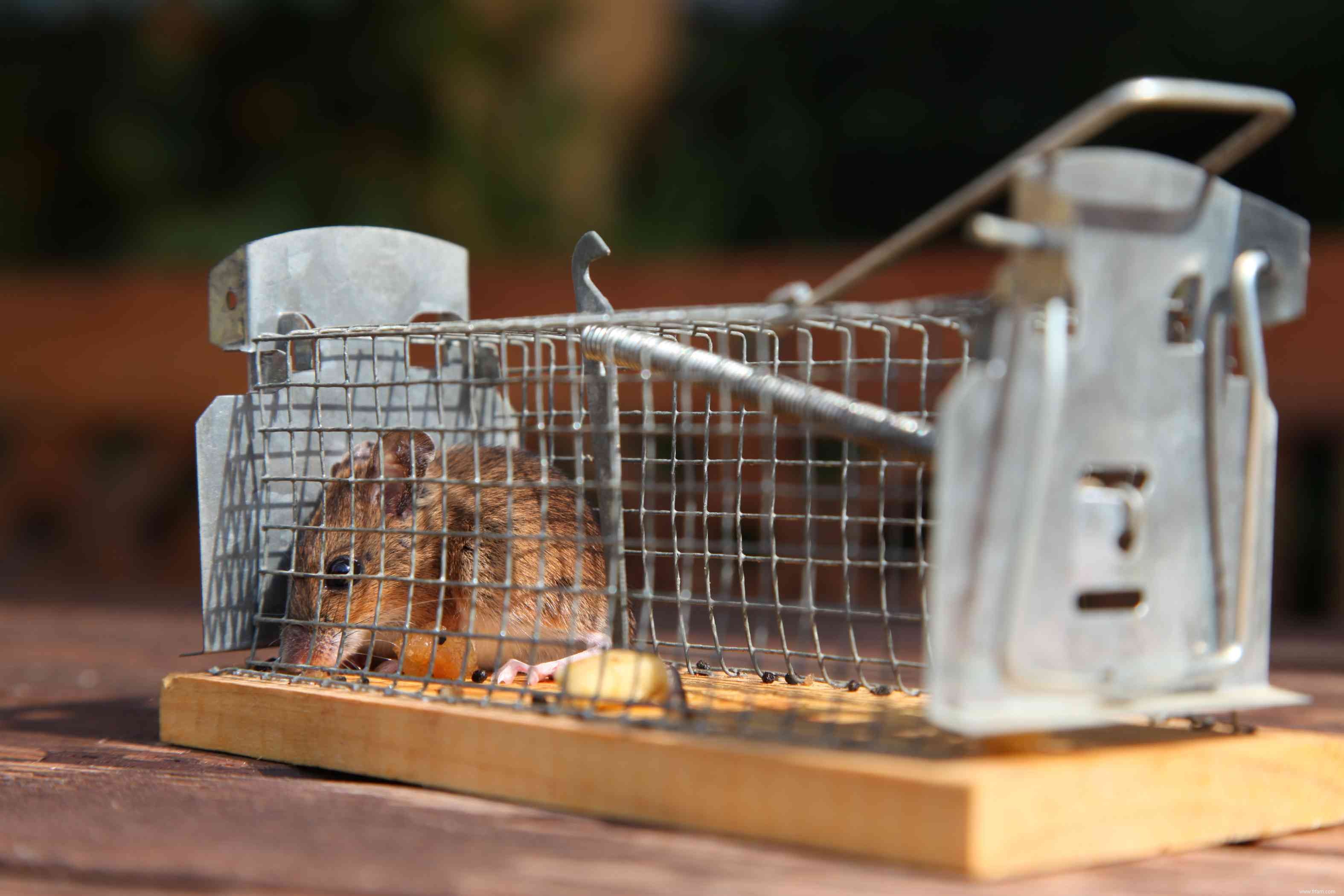 Comment se débarrasser des souris dans votre garage 