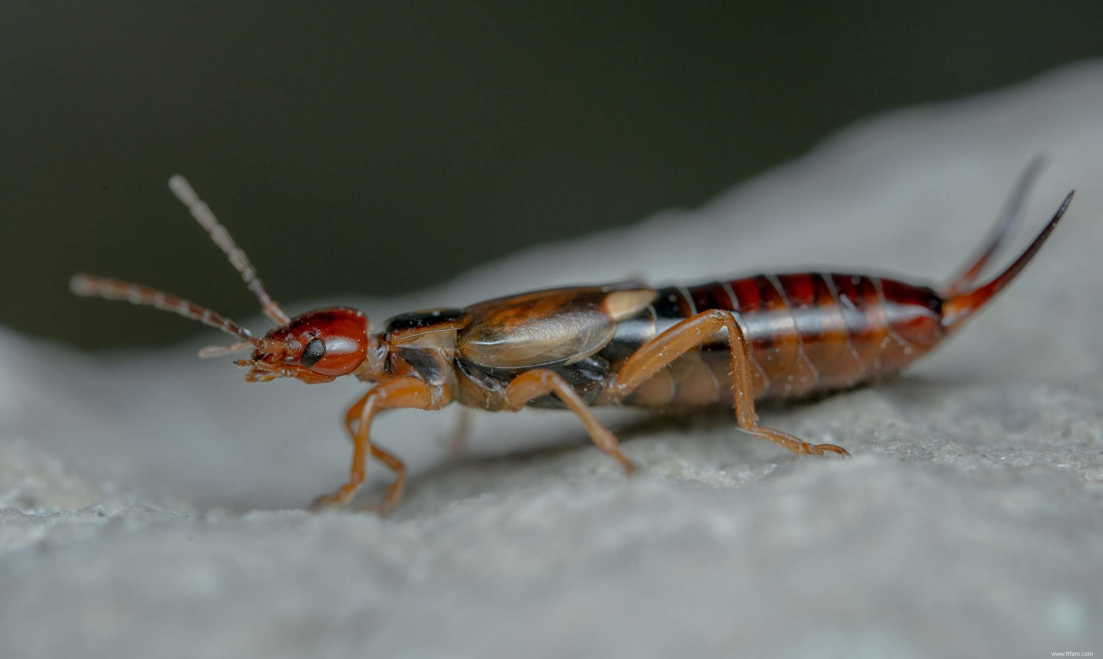 Comment se débarrasser des perce-oreilles dans votre maison 