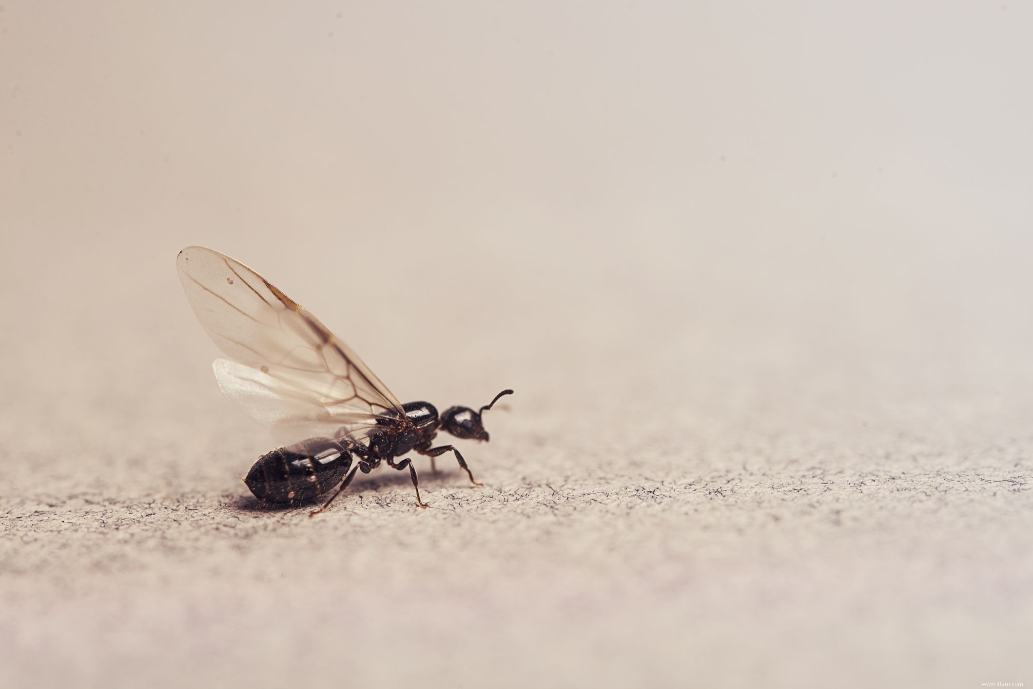 Comment se débarrasser des termites 