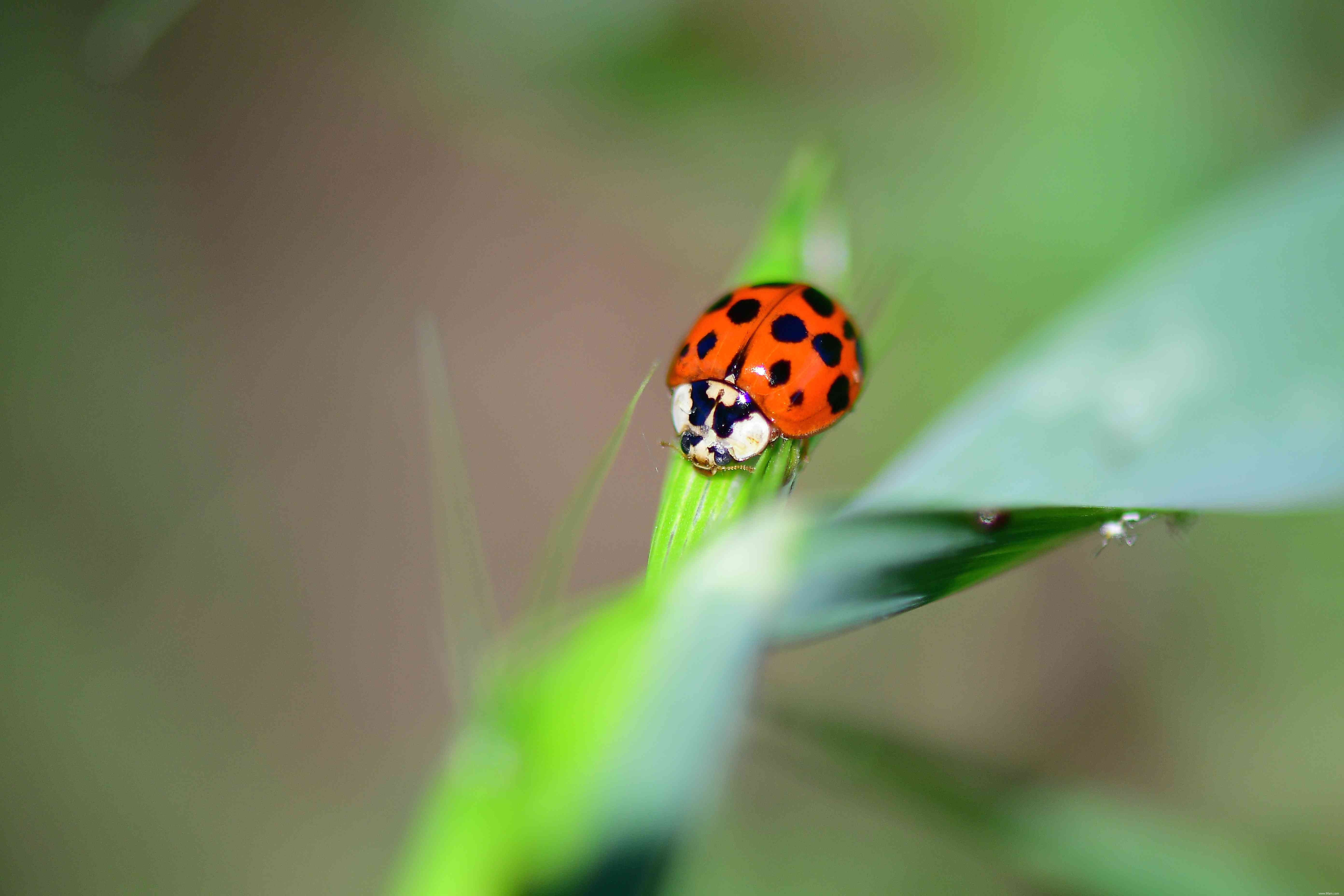 Comment se débarrasser des coccinelles à l intérieur de votre maison 