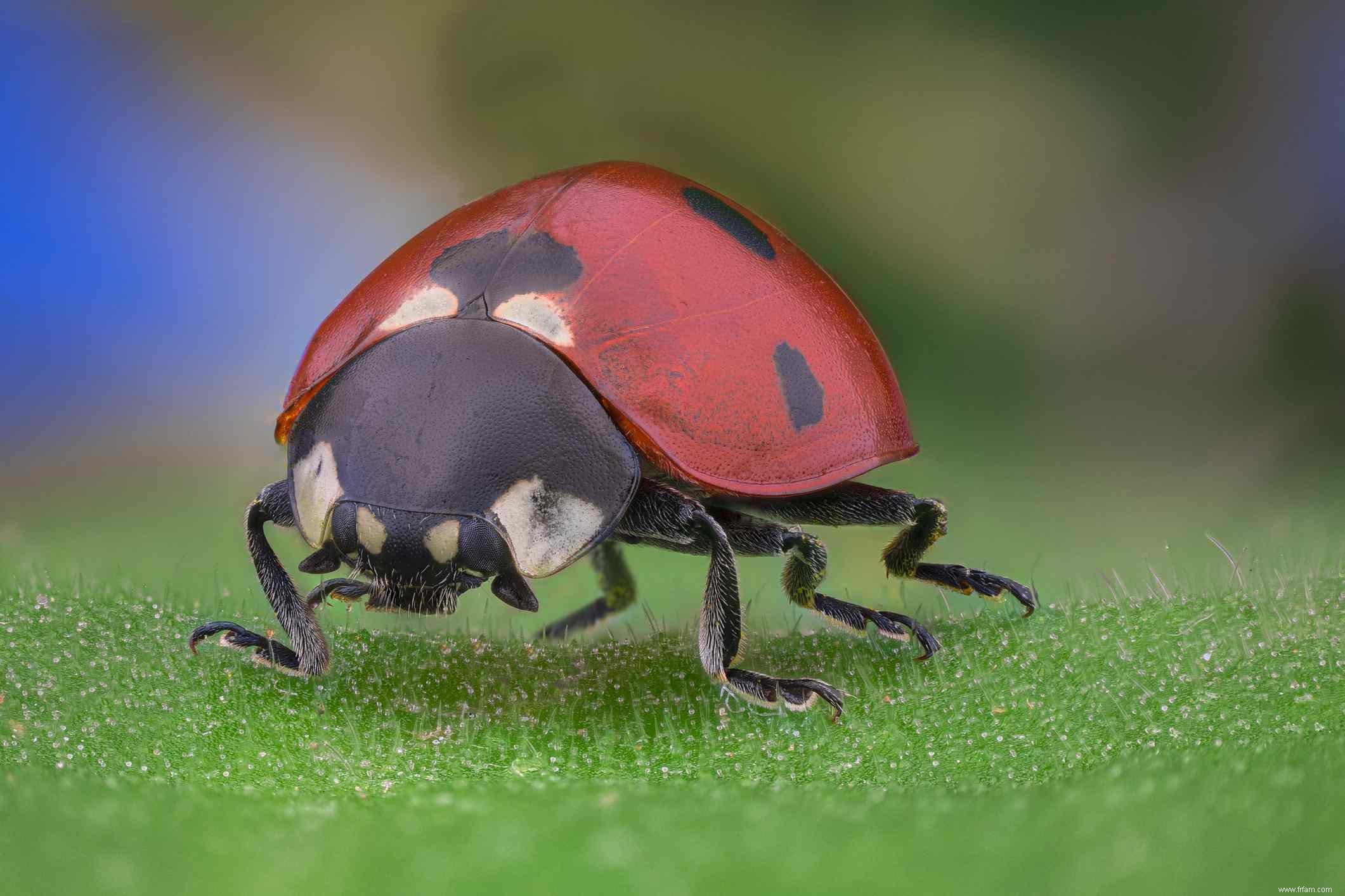 Comment se débarrasser des coccinelles à l intérieur de votre maison 