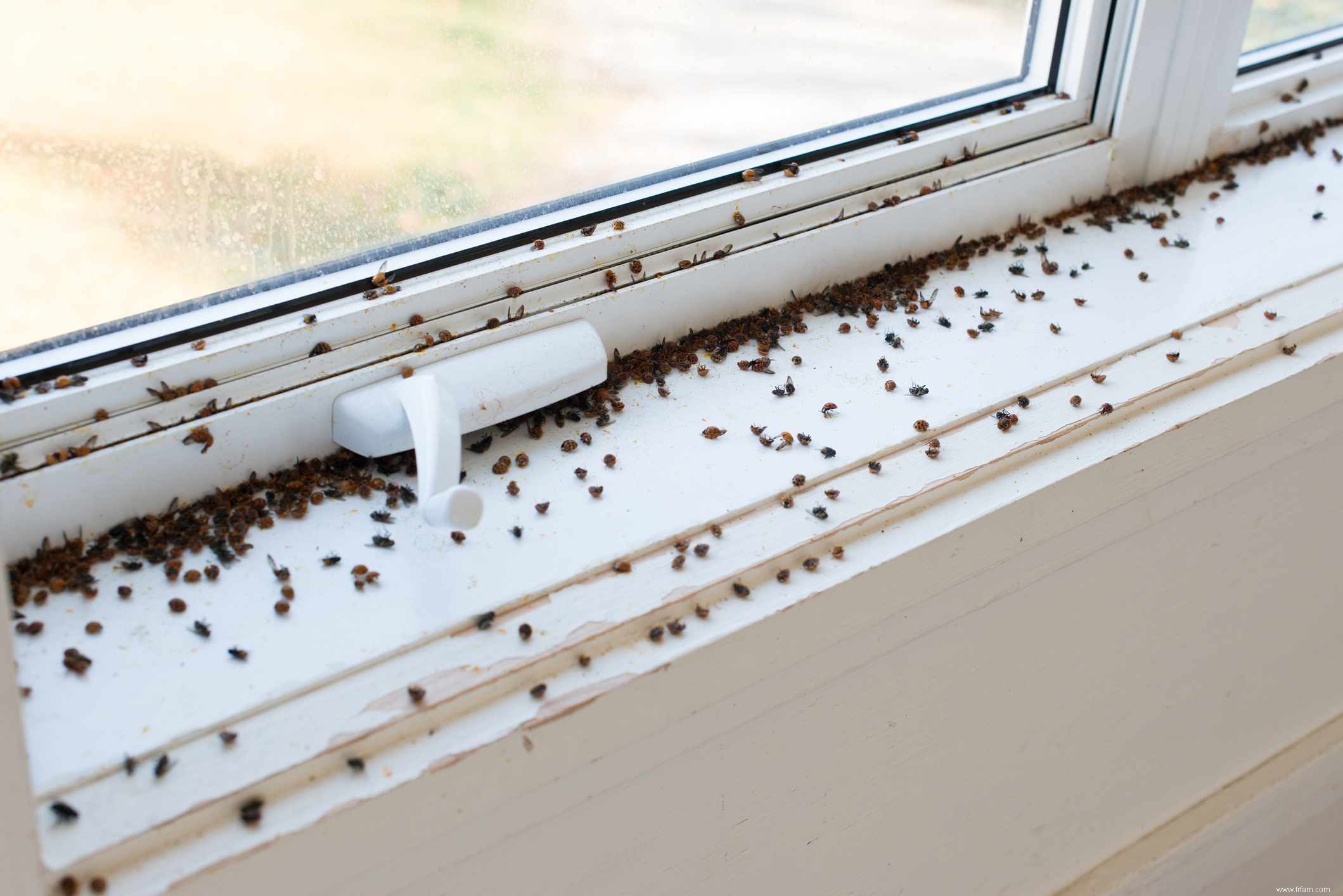 Comment se débarrasser des coccinelles à l intérieur de votre maison 