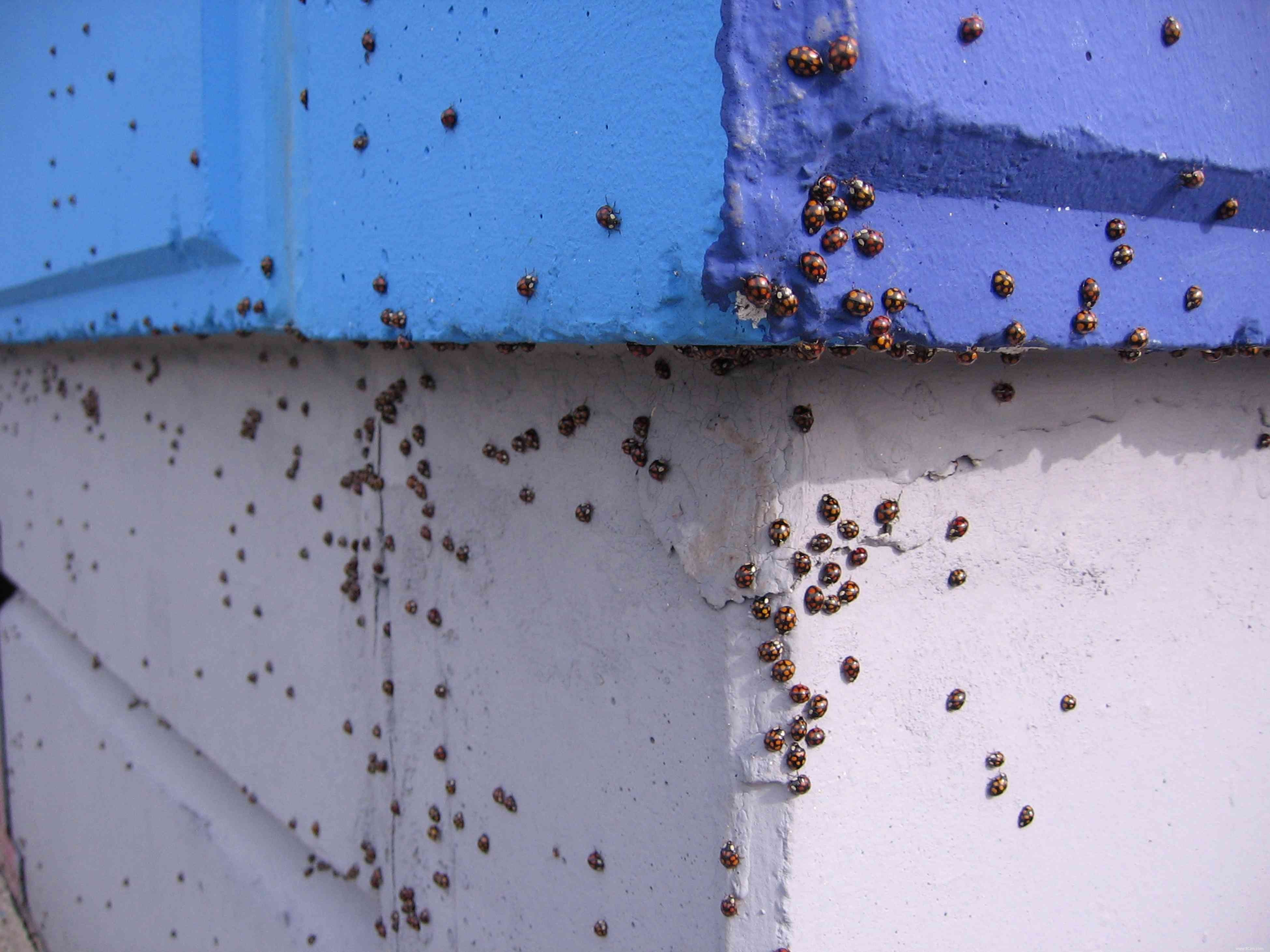 Comment se débarrasser des coccinelles à l intérieur de votre maison 