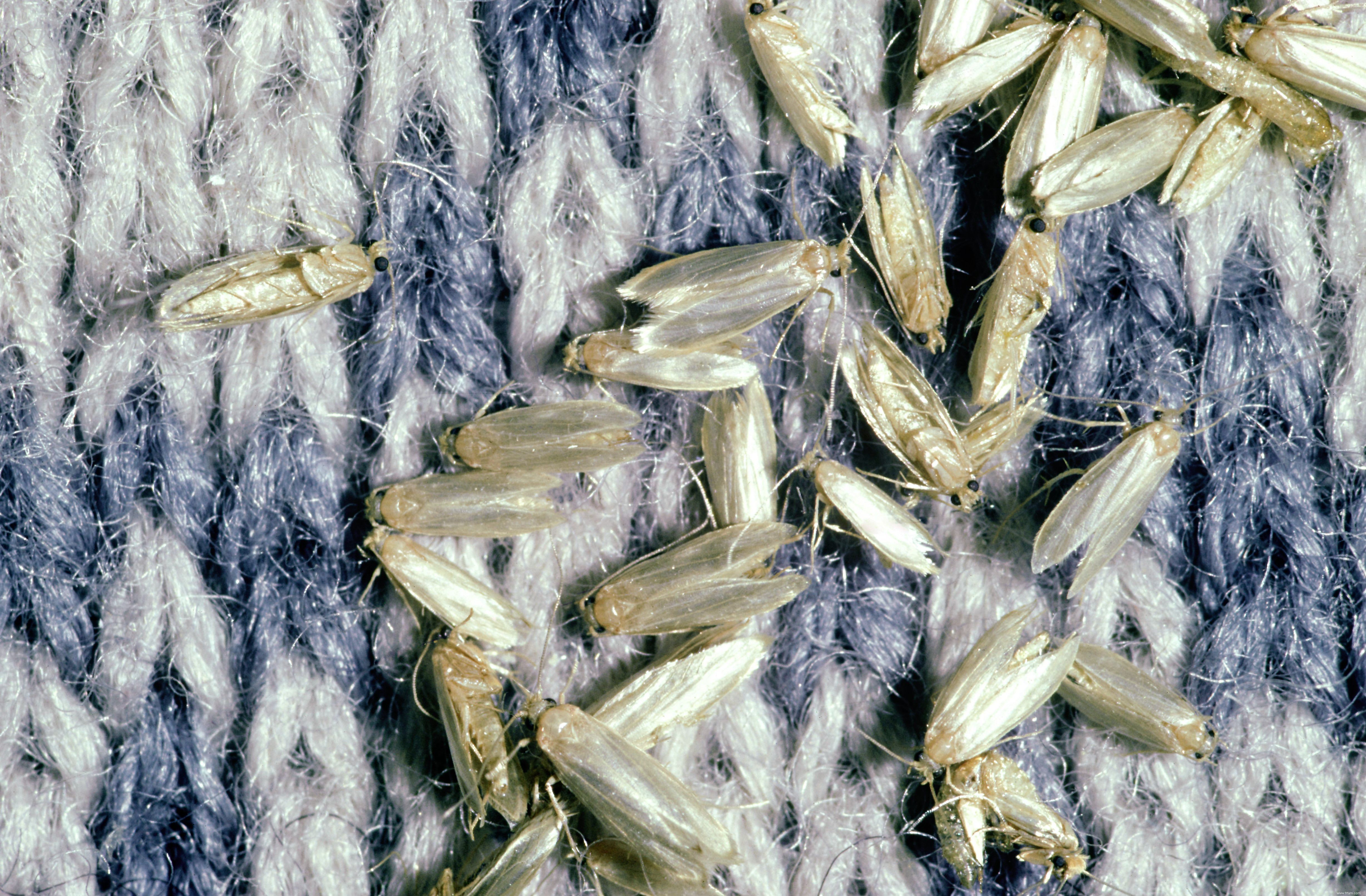 Comment identifier 8 insectes qui mangent des trous dans les vêtements 