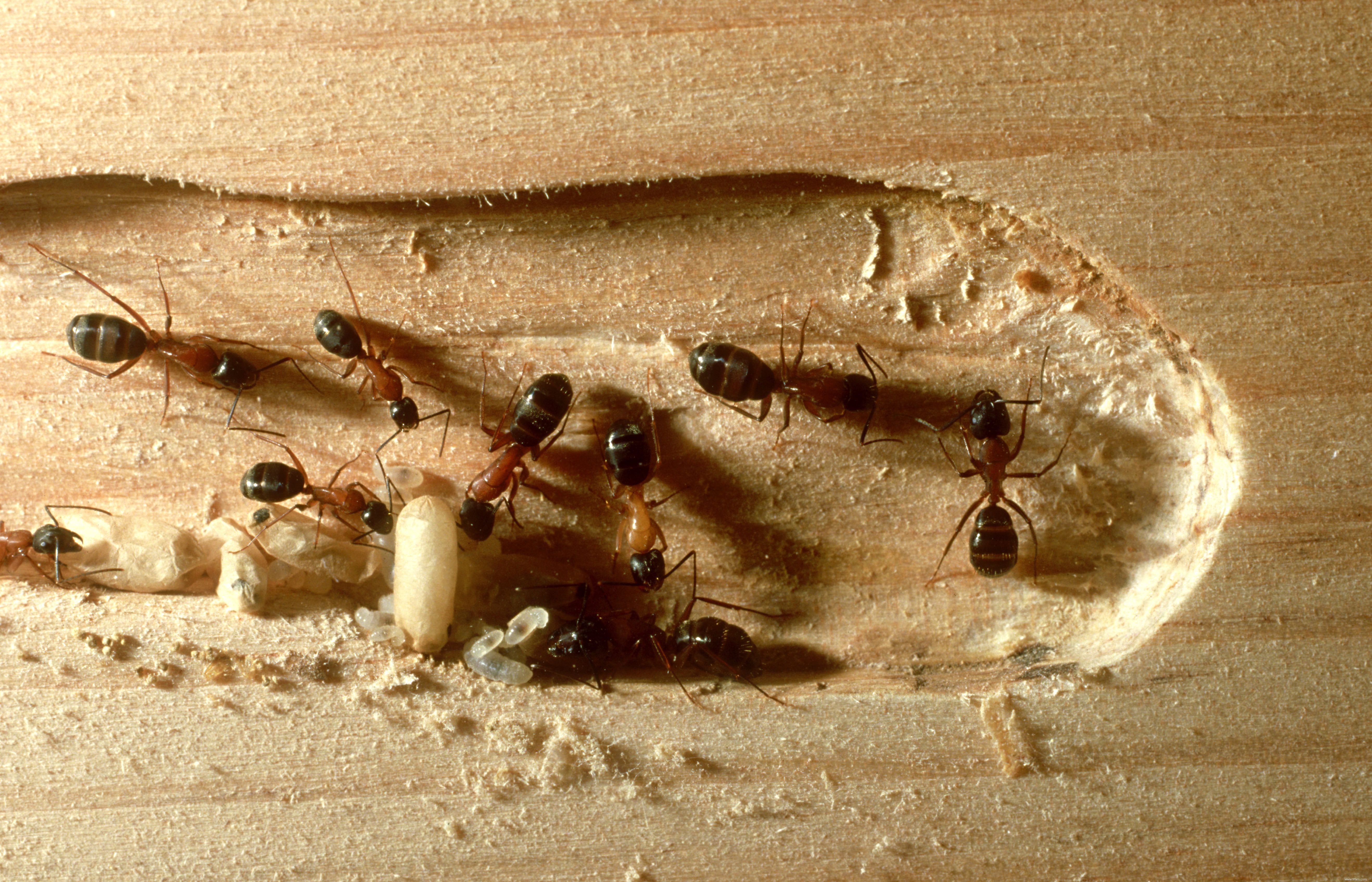 Comment faire la différence entre les fourmis et les termites 