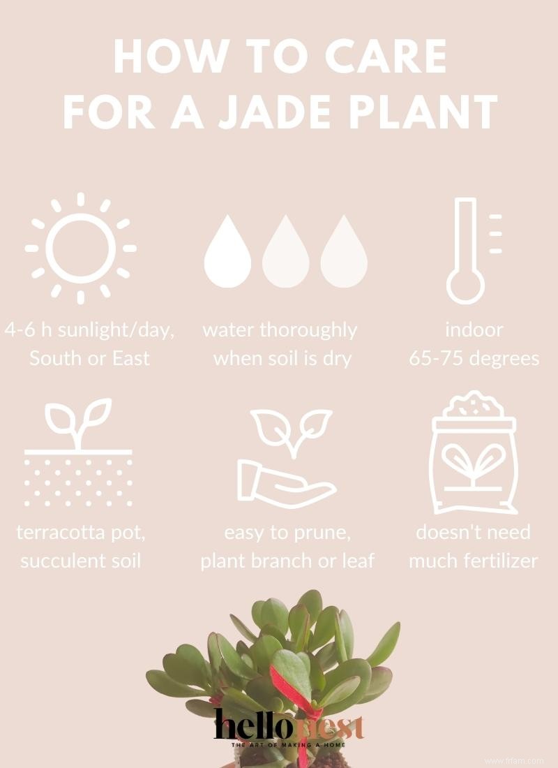 Les plantes de jade sont les plantes d intérieur à faible entretien dont tout le monde a besoin 