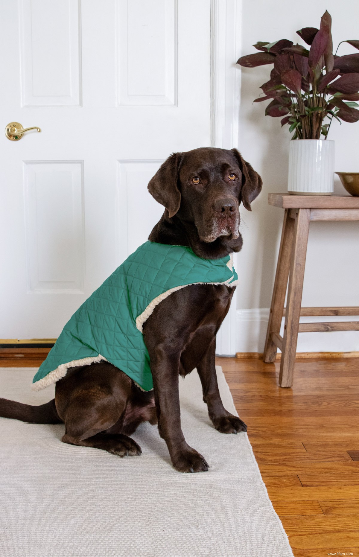 Un manteau pour chien que votre ami à quatre pattes aimera vraiment porter 