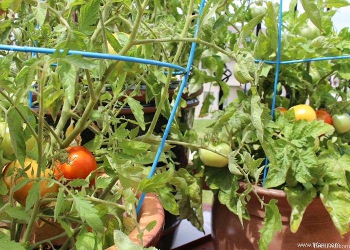 Recette de salade grecque aux tomates vertes fraîches 