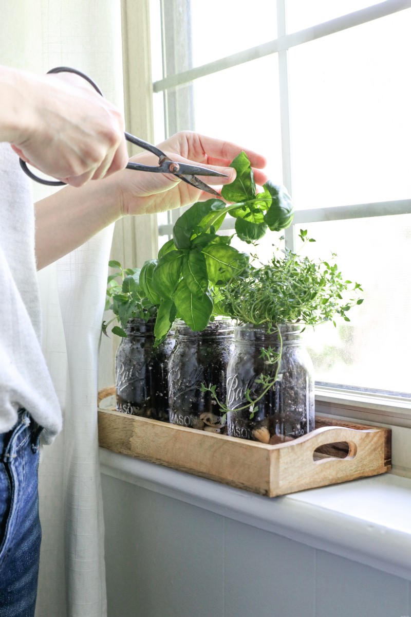 Comment faire un jardin d herbes en pot Mason 