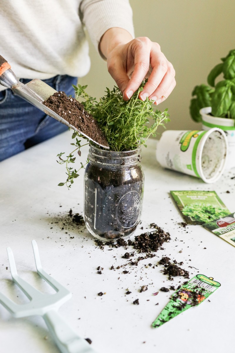 Comment faire un jardin d herbes en pot Mason 