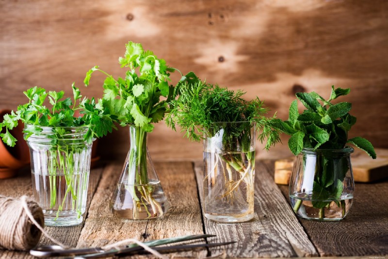 La meilleure façon de conserver les herbes fraîches 