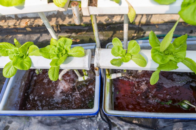 Comment construire un jardin hydroponique en quelques étapes faciles 