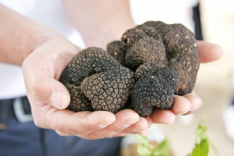 La vraie raison pour laquelle les truffes sont si chères 