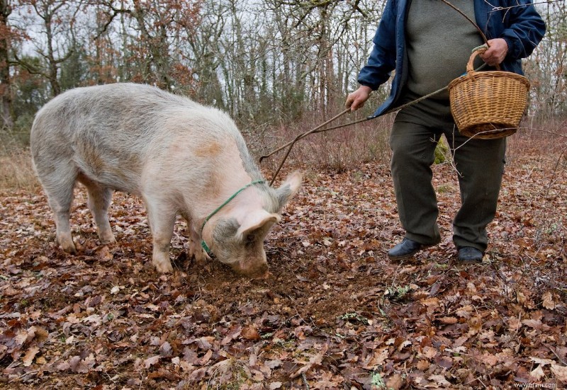 La vraie raison pour laquelle les truffes sont si chères 