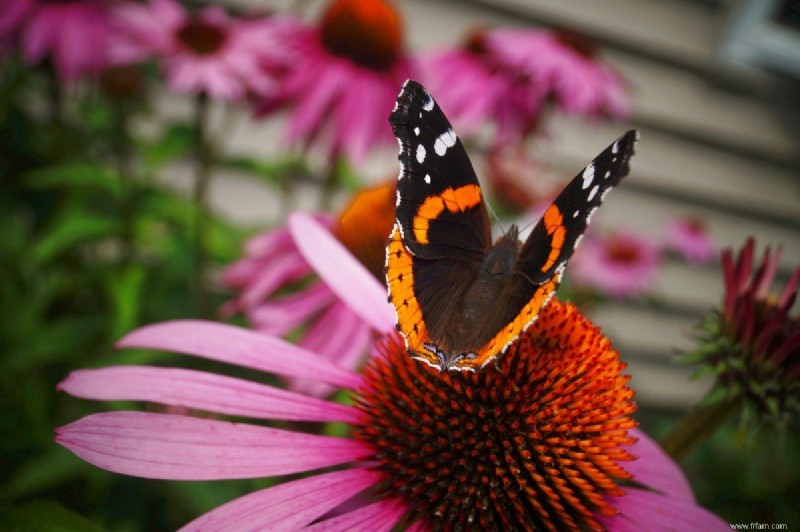 Top 13 des plantes résistantes à la sécheresse qui peuvent supporter le temps sec 