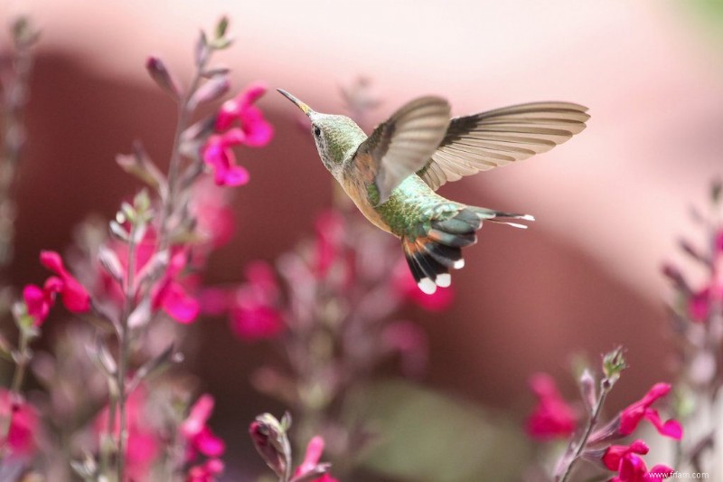 Top 13 des plantes résistantes à la sécheresse qui peuvent supporter le temps sec 