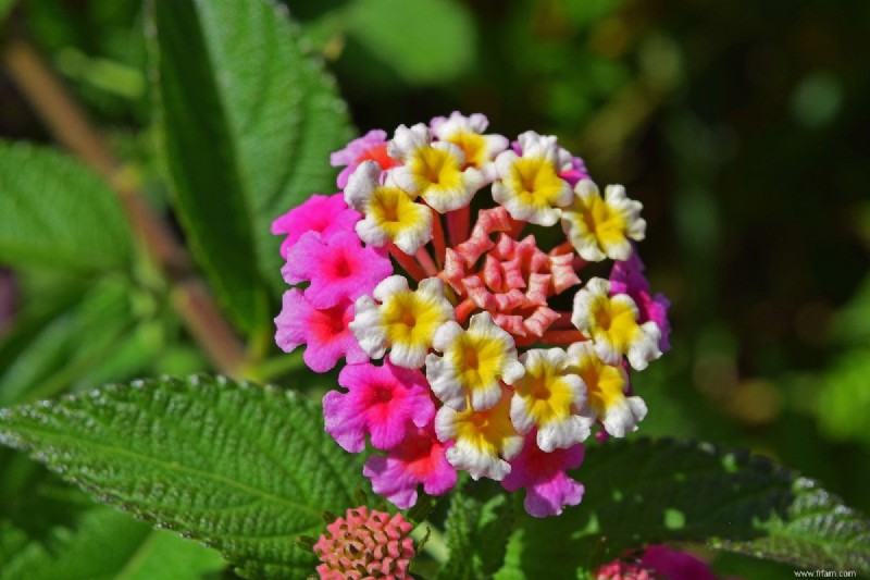 Top 13 des plantes résistantes à la sécheresse qui peuvent supporter le temps sec 