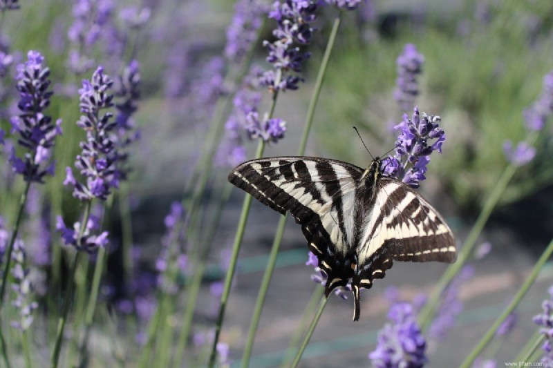 Top 13 des plantes résistantes à la sécheresse qui peuvent supporter le temps sec 