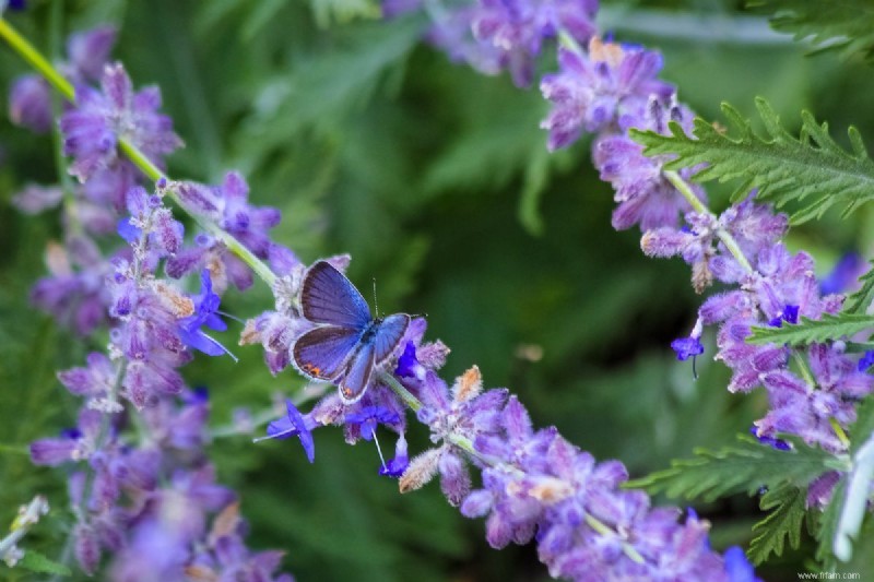 Top 13 des plantes résistantes à la sécheresse qui peuvent supporter le temps sec 