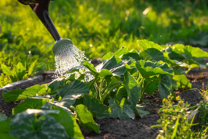 Comment faire pousser votre propre nourriture :un guide du débutant 